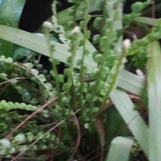 Green Spleenwort plant in Somewhere on Earth