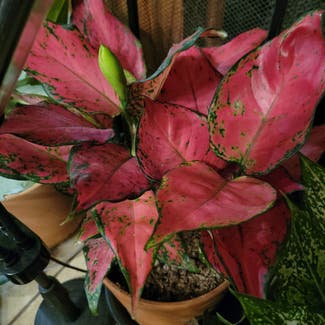Aglaonema 'Pink Anyamanee' plant in Kaplan, Louisiana