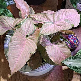 Pink Syngonium plant in Kaplan, Louisiana