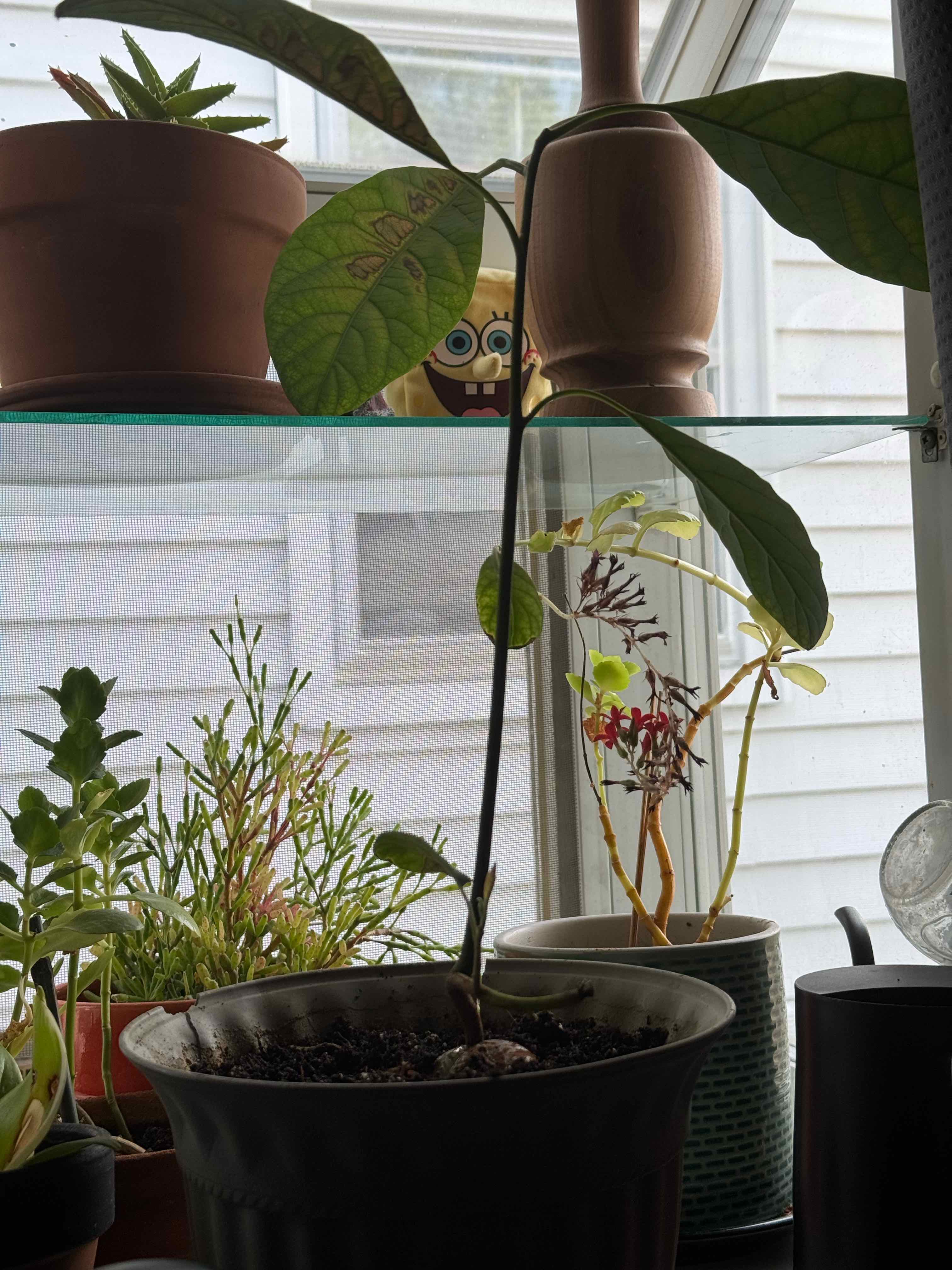 Photo of the plant species avocado seed by @SteamyTaro named Pita on Greg, the plant care app