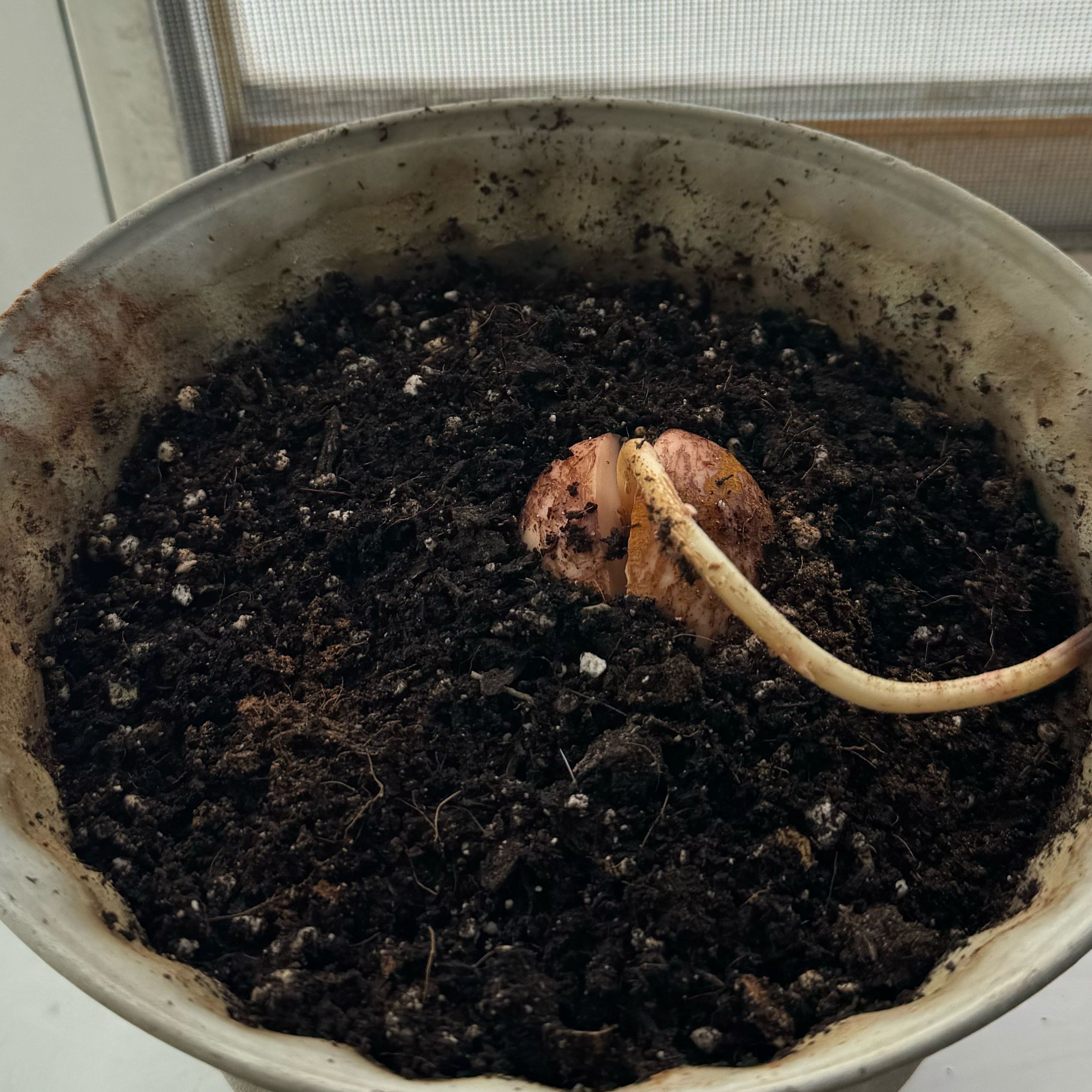 Photo of the plant species avocado seed by @SteamyTaro named Pita on Greg, the plant care app