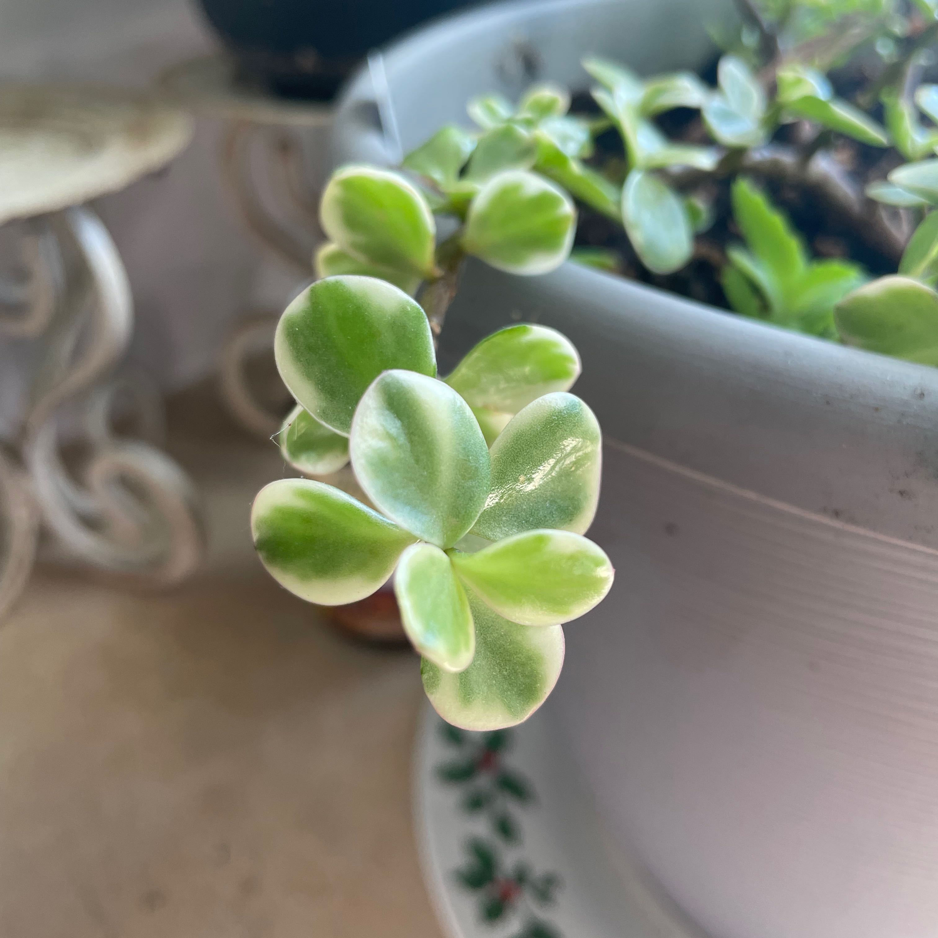 Photo of the plant species portulacaria by @SleekIronweed named Coco on Greg, the plant care app