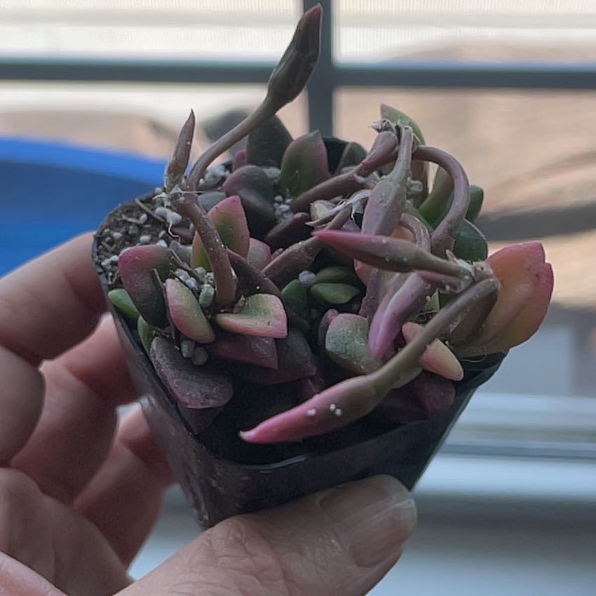 Anacampseros telephiastrum 'Variegata' succulent held by a hand, variegated leaves with green and pink.