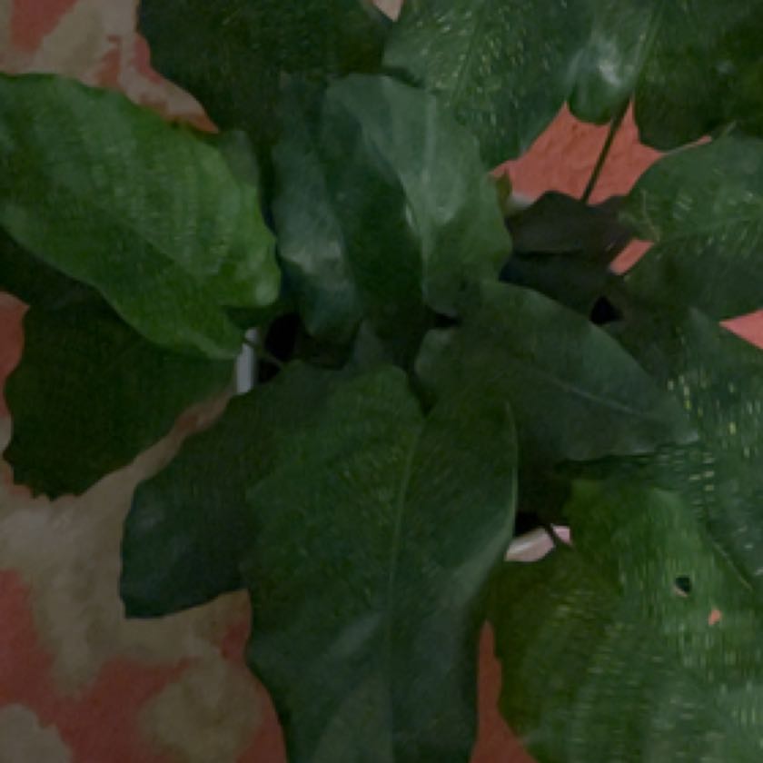 Photo of the plant species Calathea Network 'PP0005' by @HeroPothos named Moby on Greg, the plant care app