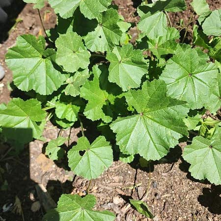 Photo of the plant species Cheeseweed Mallow by @ComicSeadragon named Orwell on Greg, the plant care app