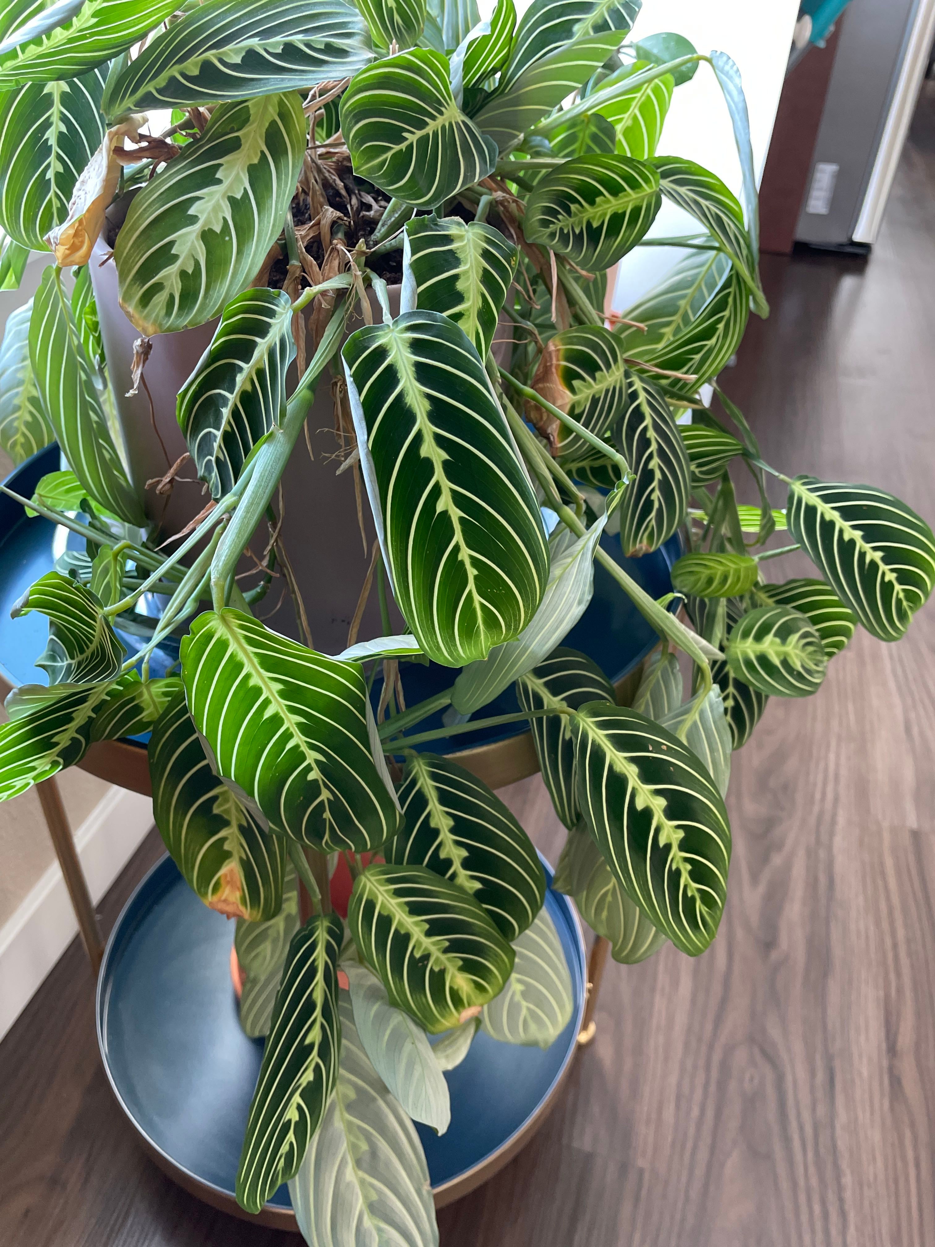 Why are my prayer plant leaves browning?