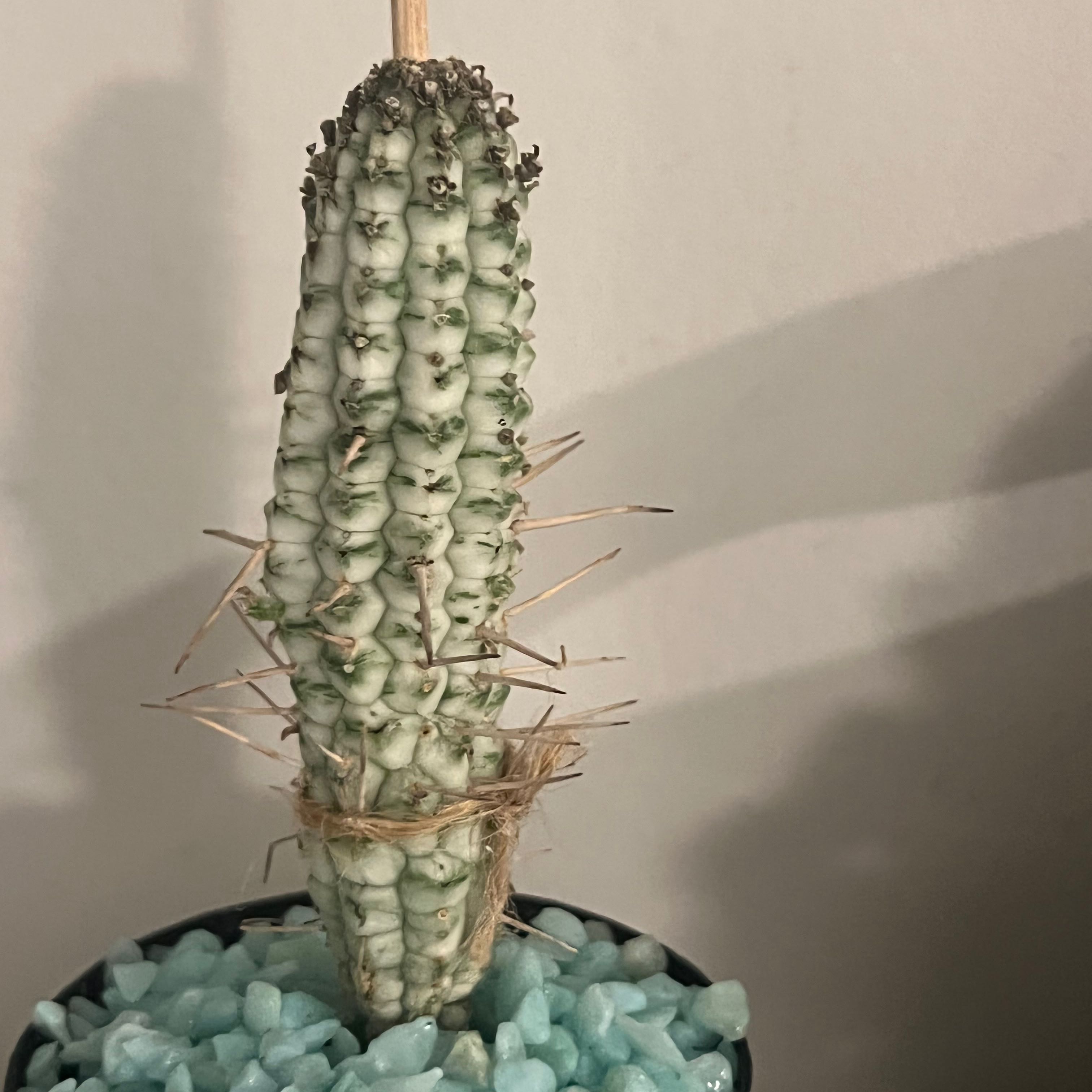 Variegated Corncob Cactus in a pot with blue decorative stones, well-framed and healthy.