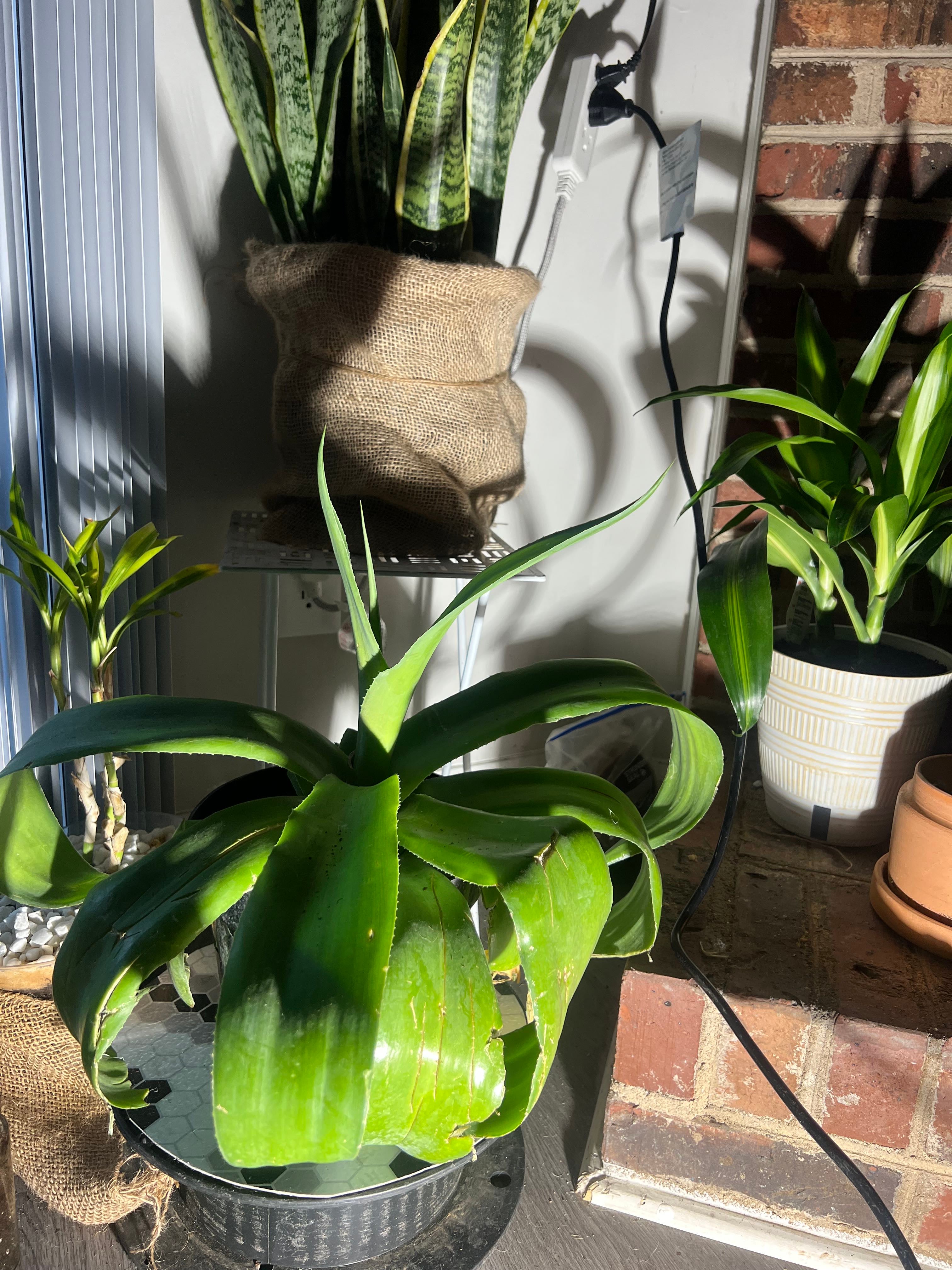 Optimal Hardiness Zones for Mangave 'Red Wing' 8a11b