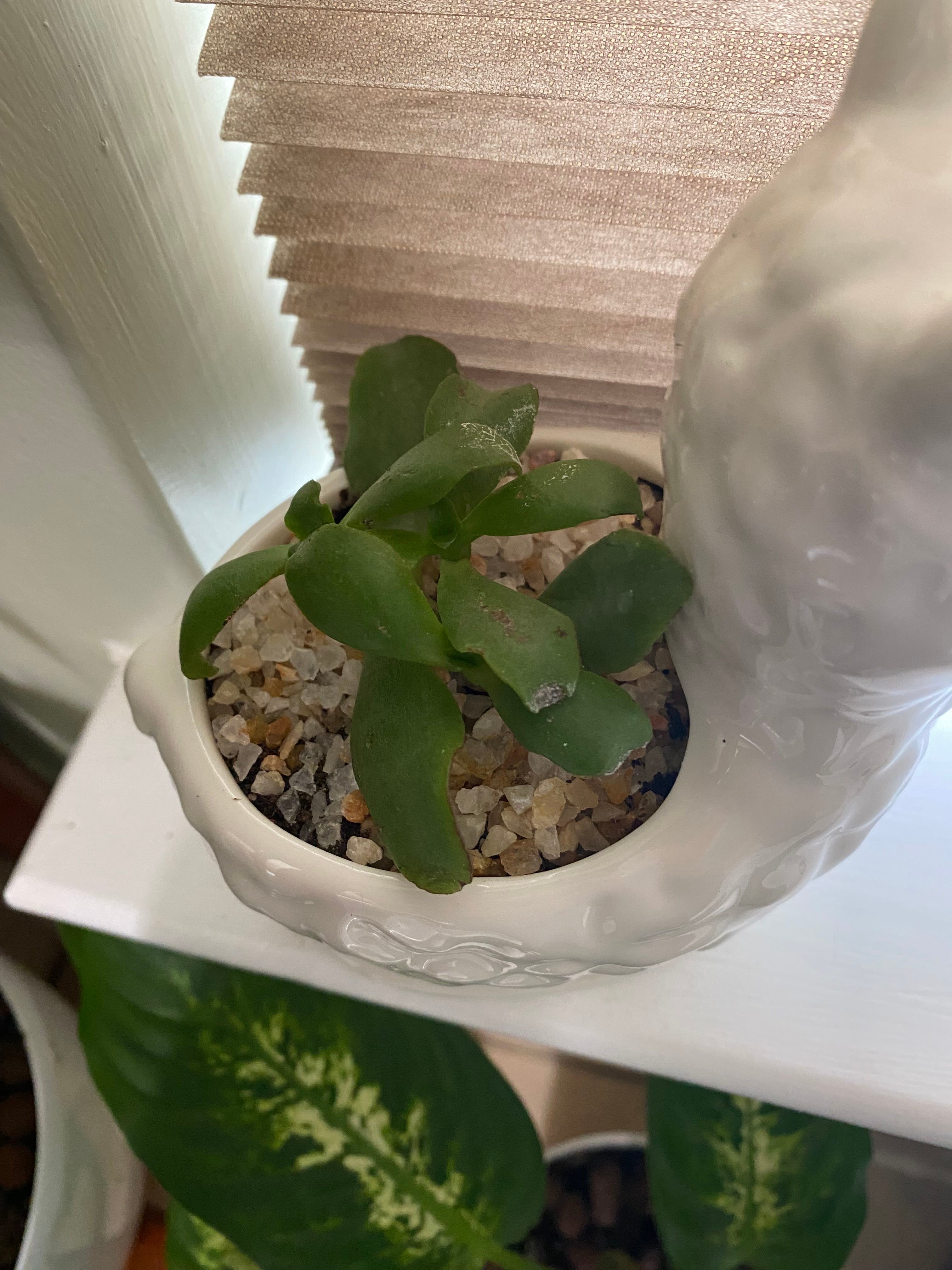 Why Are There Black Spots On My Silver Jade Plant Leaves?