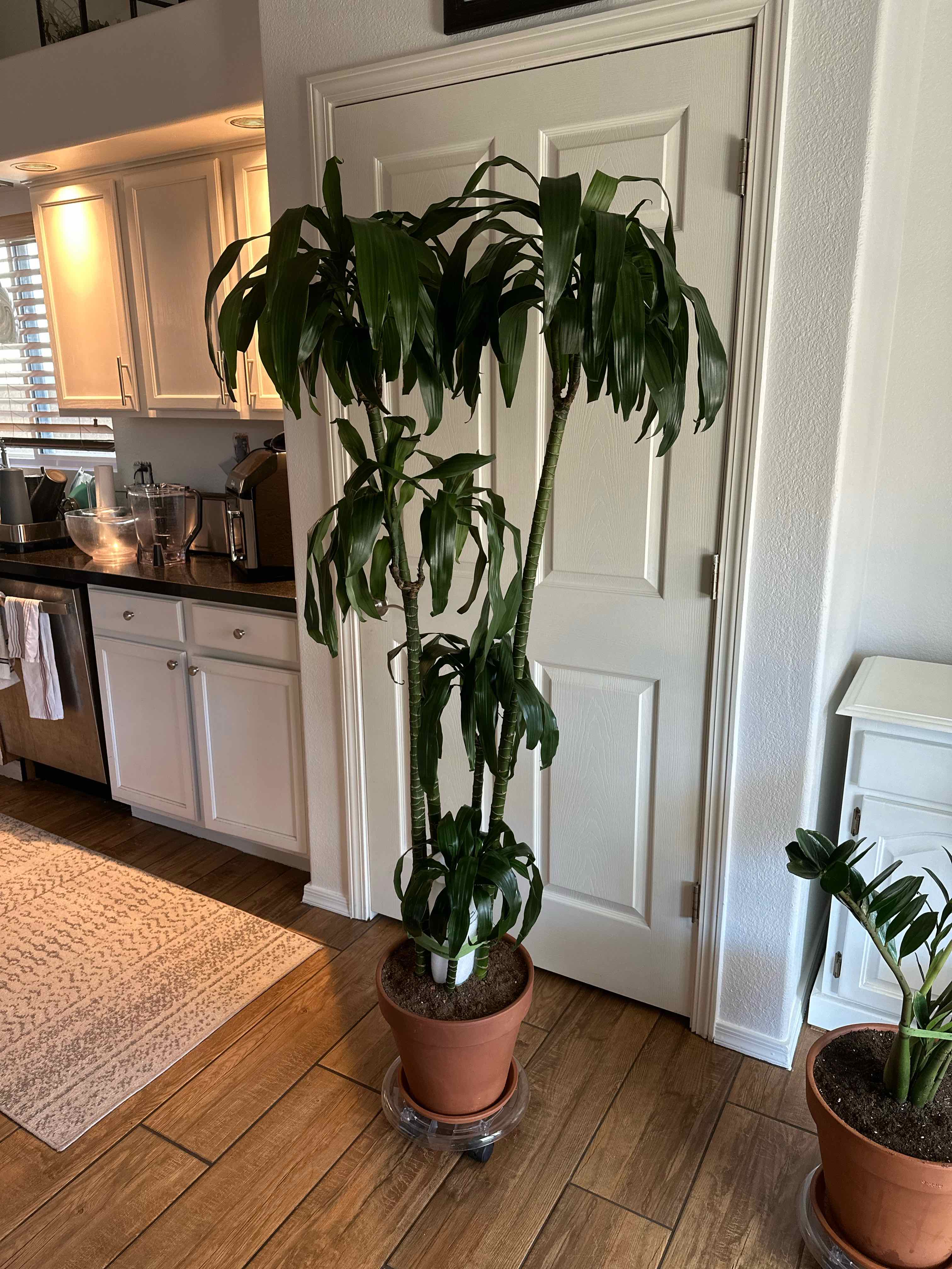 Photo of the plant species Dracaena 'Michiko' by @FitSafflower named Maya on Greg, the plant care app