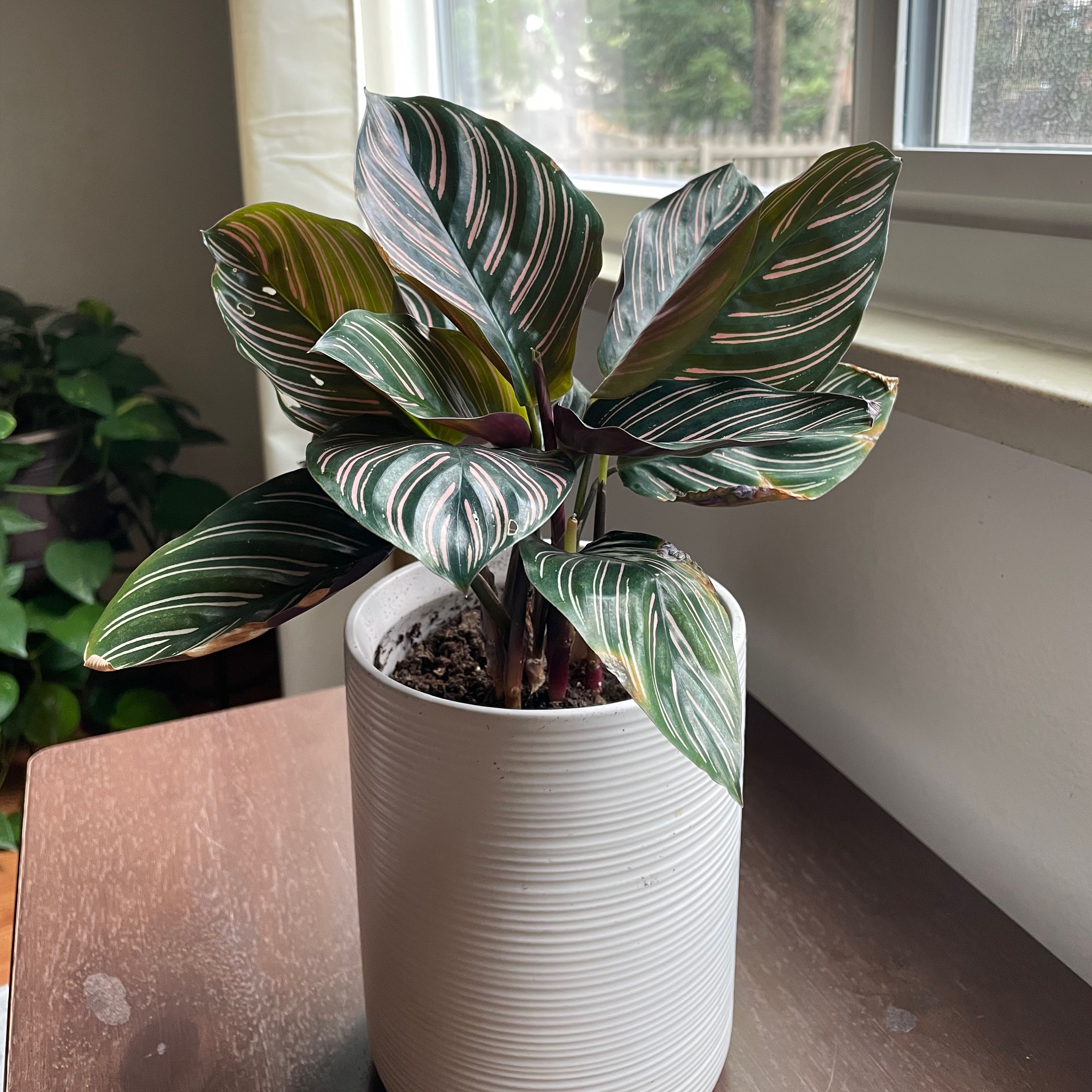 Pinstripe Calathea in a white pot on a wooden surface near a window.