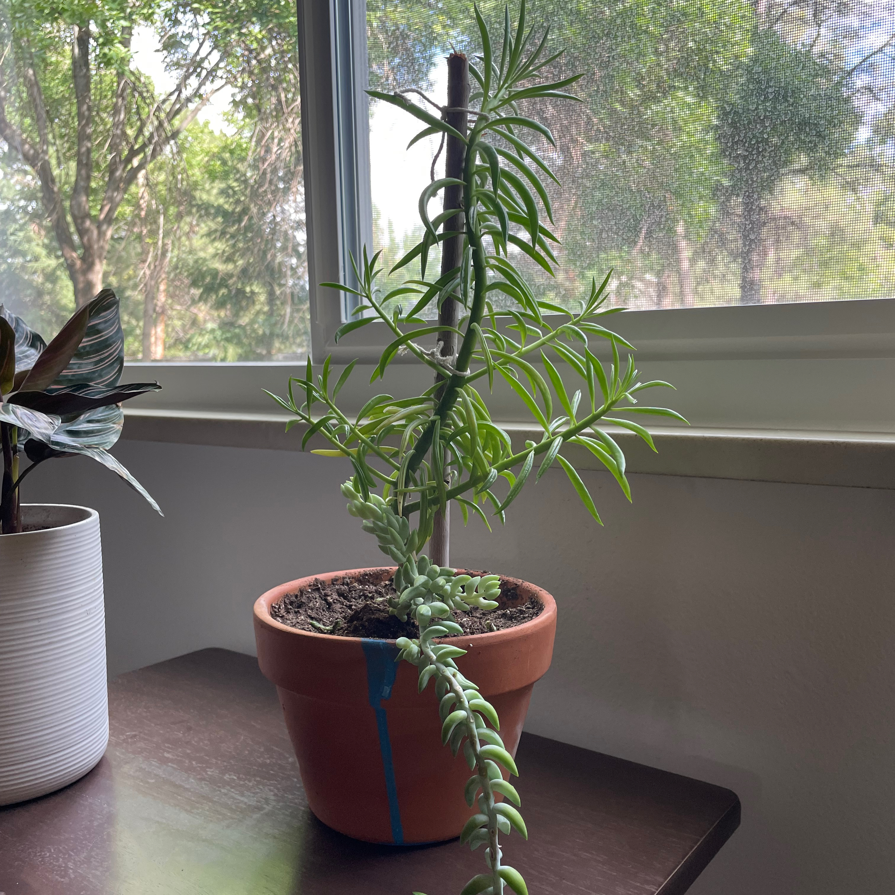 Pincushion Peperomia plant in a terracotta pot on a table near a window.