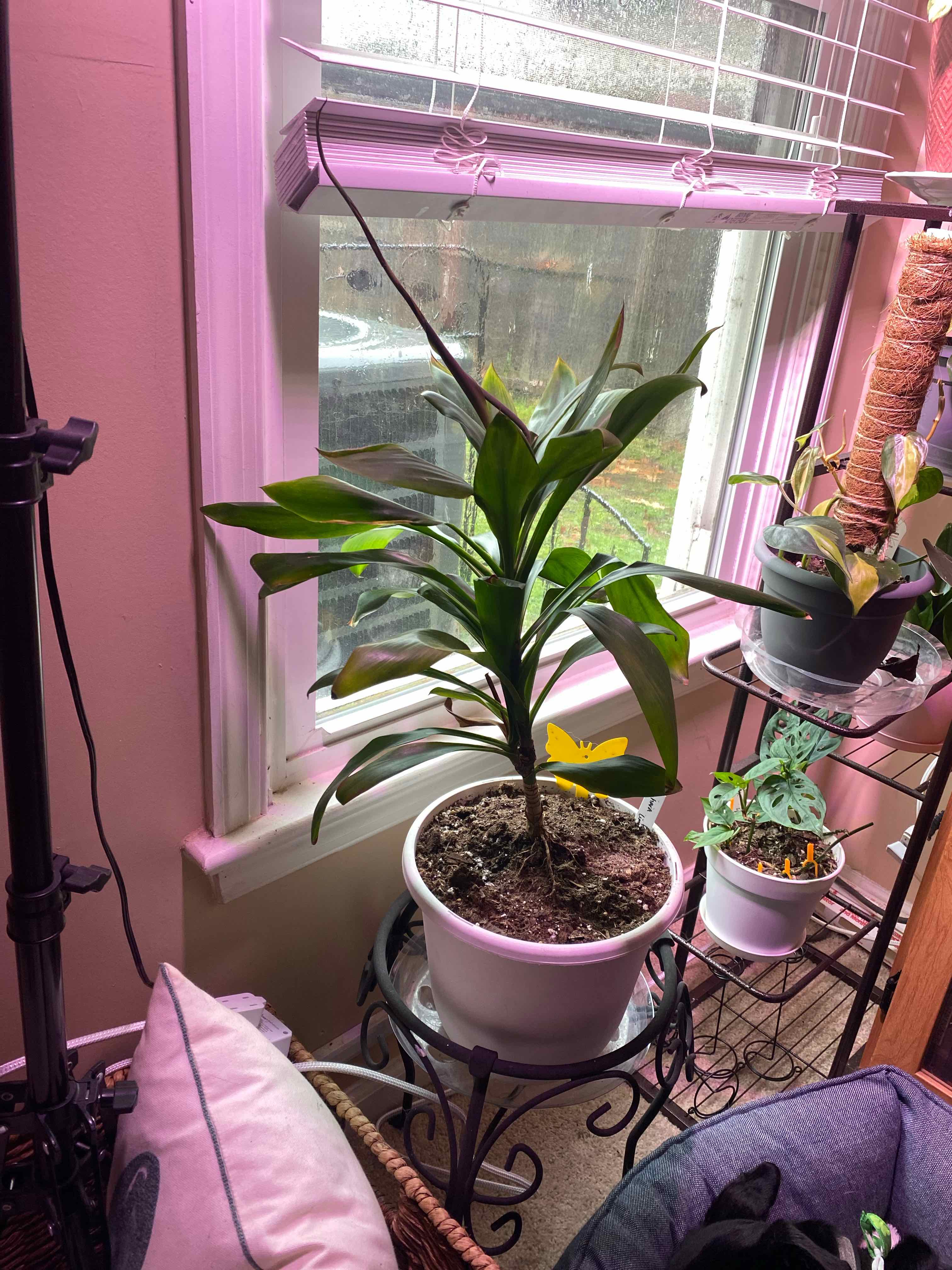Dracaena Limelight plant in a white pot near a window with a yellow leaf at the base.