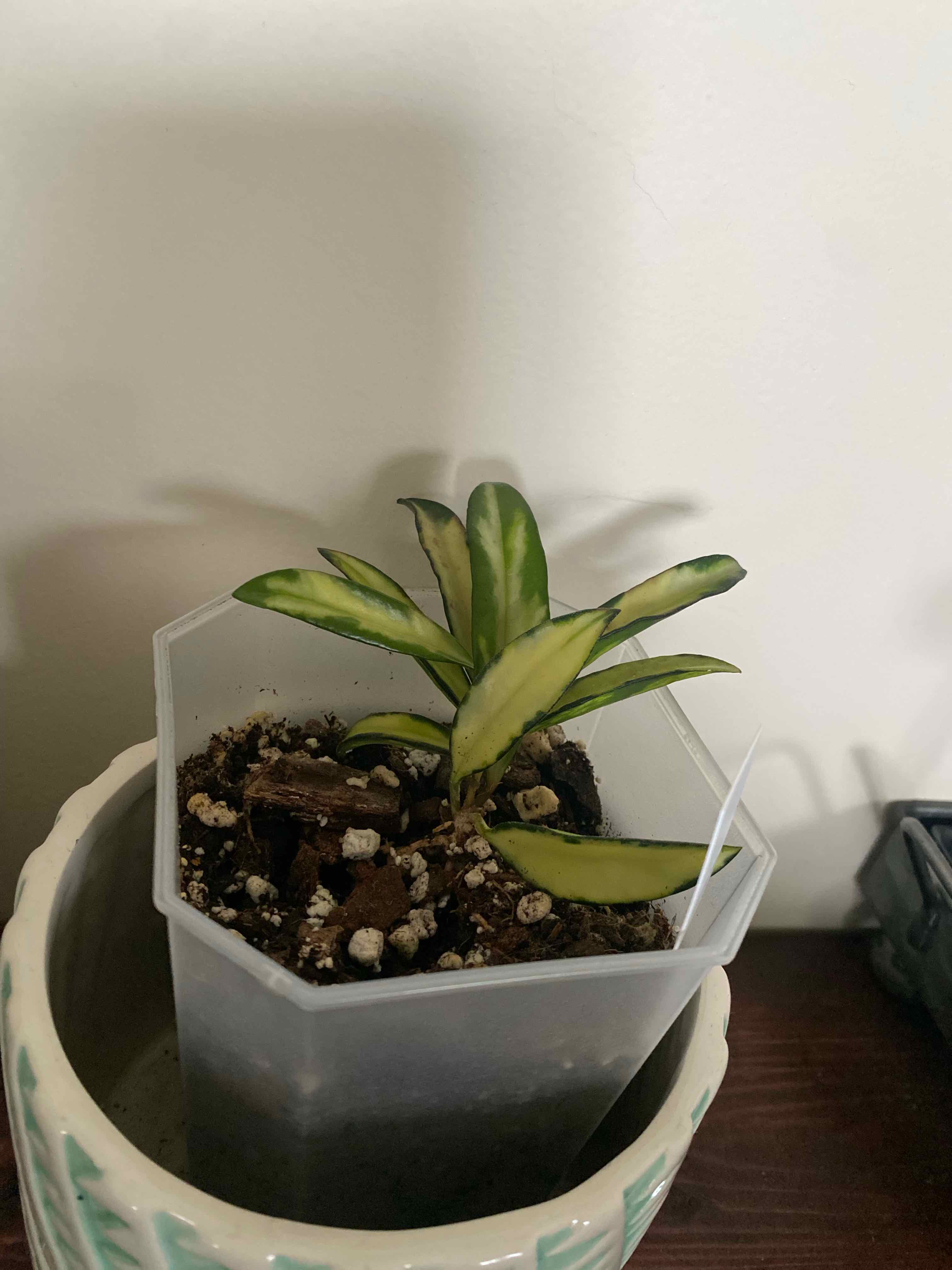 Variegated Hoya wayetii plant in a small plastic pot with visible soil.