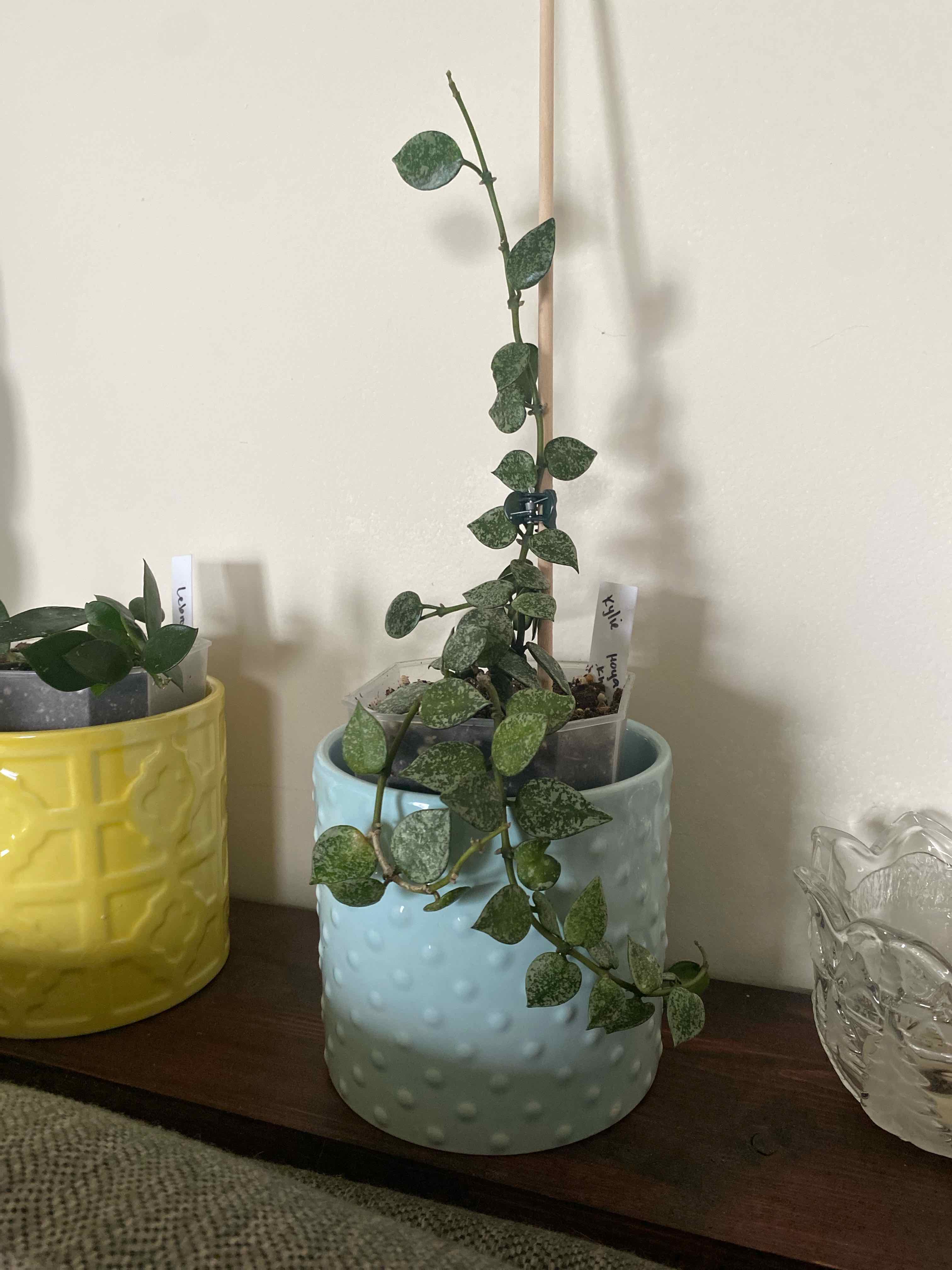 Hoya khroniana Silver Splash plant in a blue pot with characteristic silver splash pattern leaves.