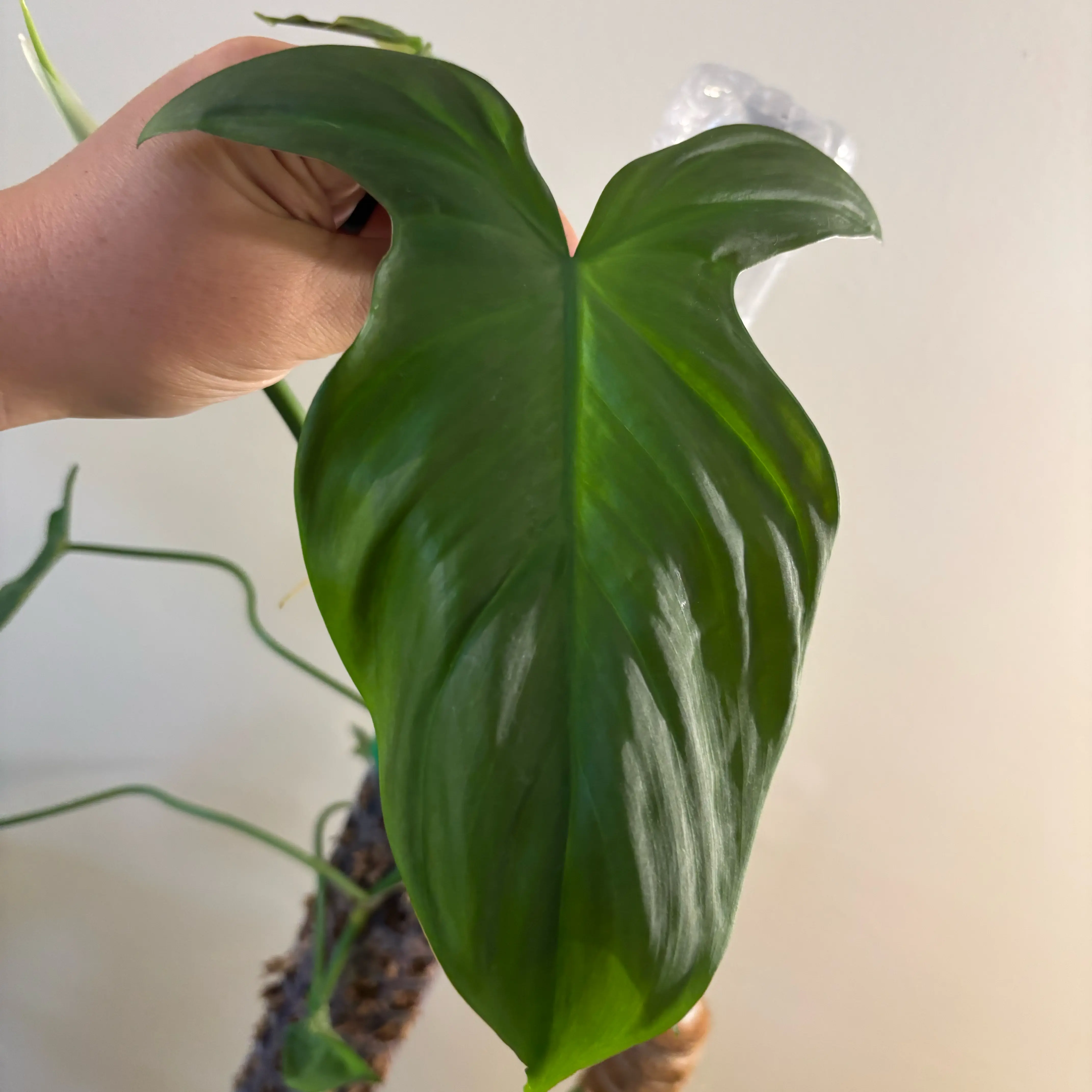 Photo of the plant species Philodendron camposportoanum by @MrsFiend named Delilah on Greg, the plant care app
