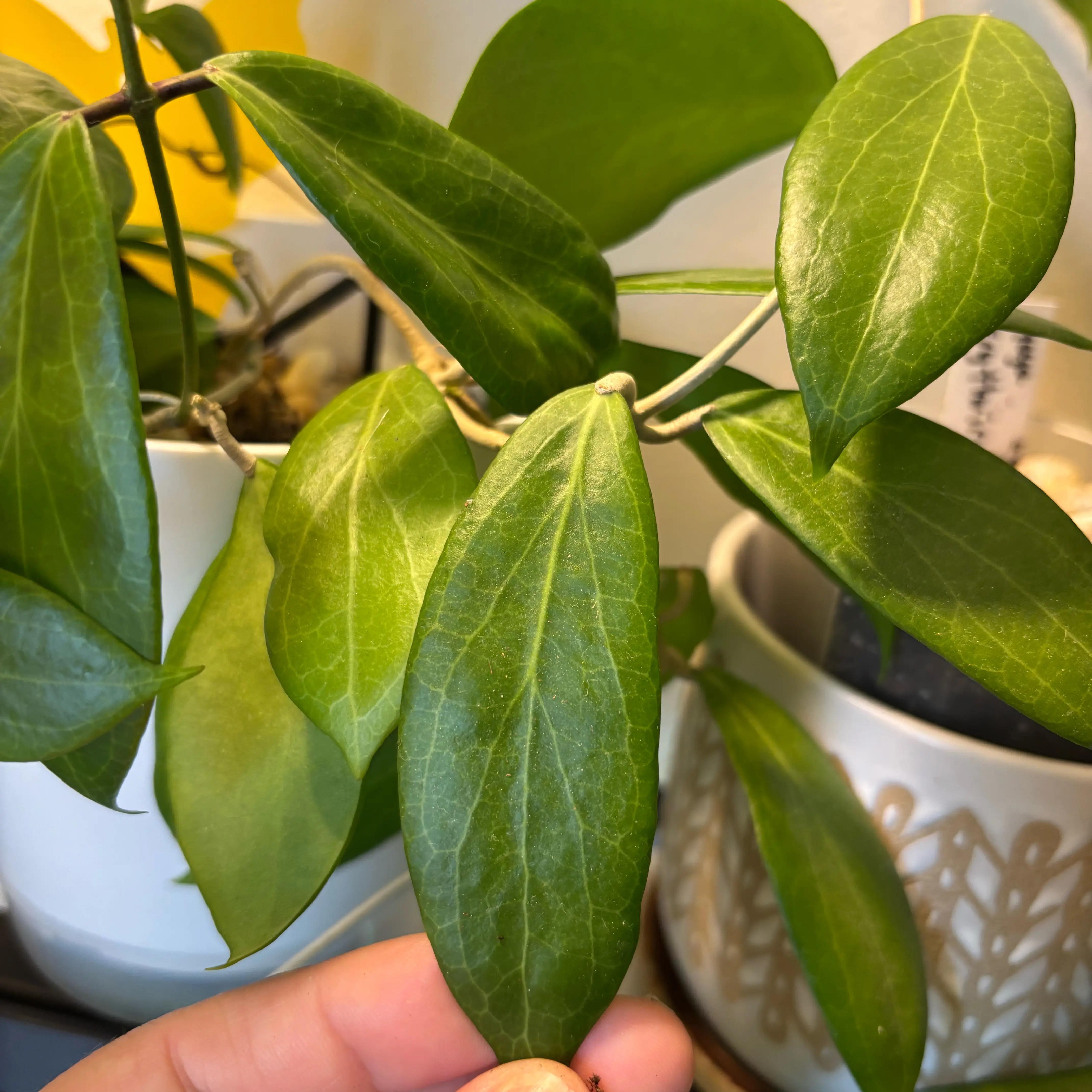 Photo of the plant species Hoya camphorifolia by @MrsFiend named Forrest on Greg, the plant care app