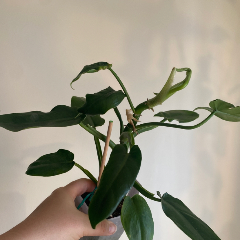 Photo of the plant species Philodendron urraoense by @MrsFiend named Rehab x2 on Greg, the plant care app