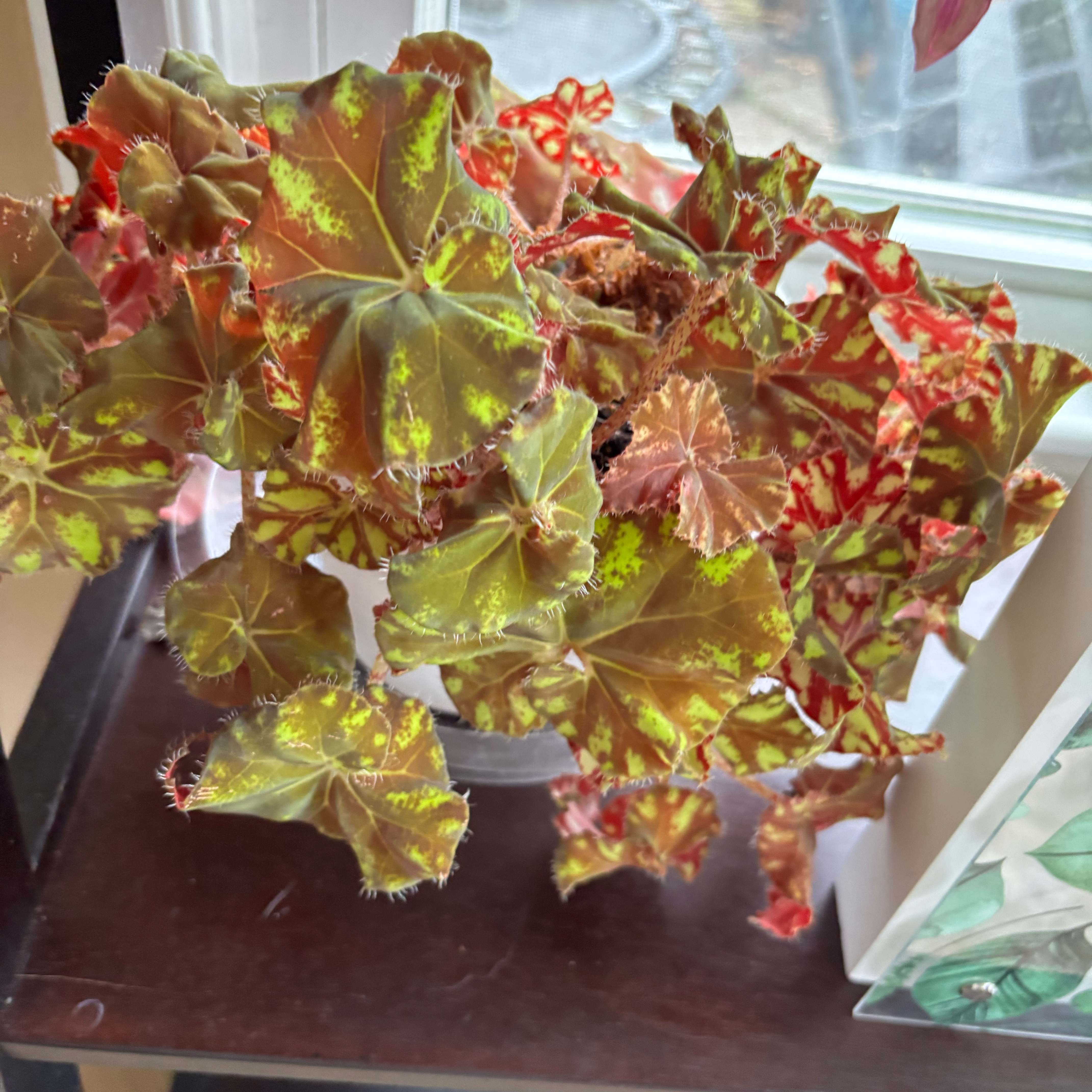 Photo of the plant species Rex Begonia Zumba by @MrsFiend named Aria on Greg, the plant care app