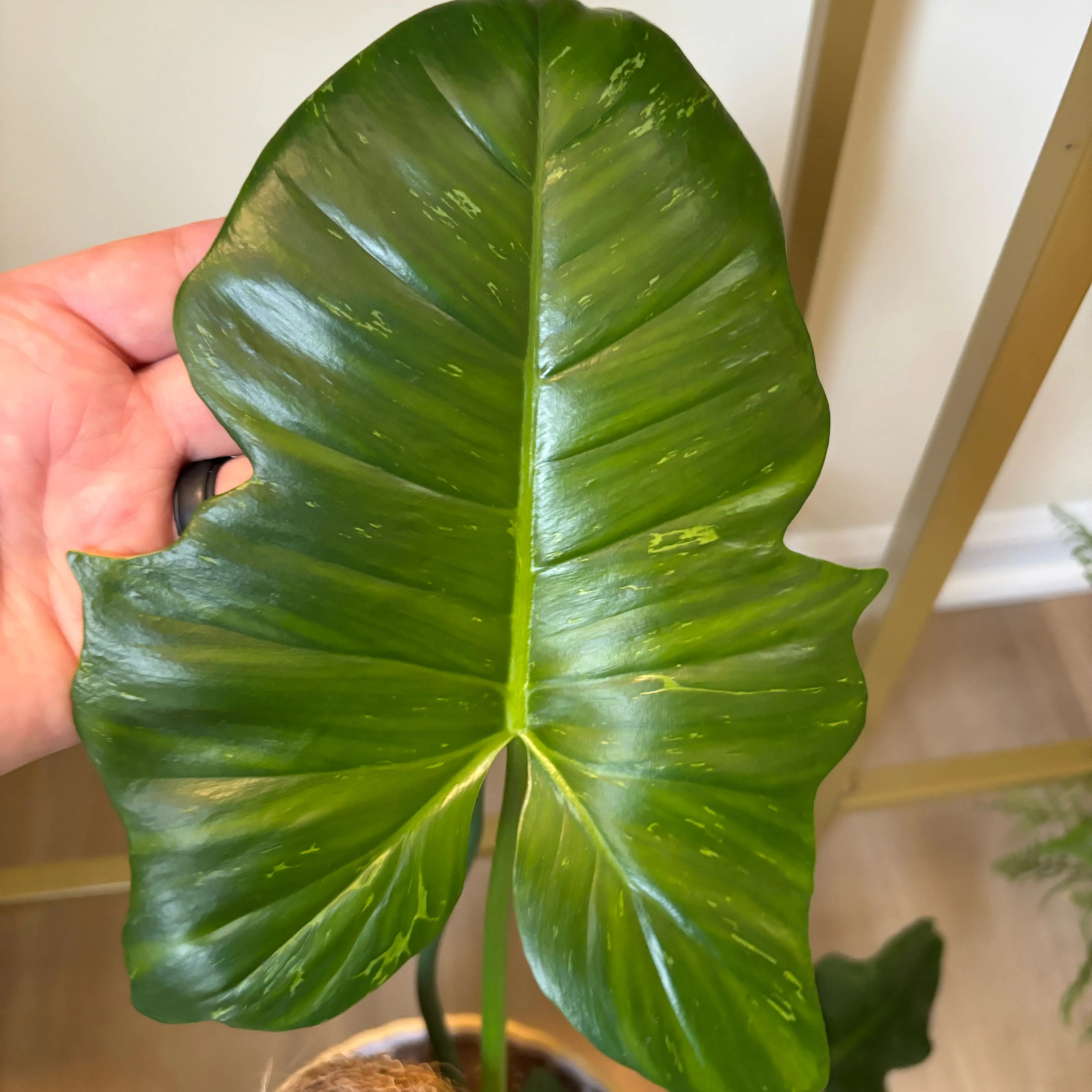 Photo of the plant species Philodendron Golden Dragon by @MrsFiend named Dragon on Greg, the plant care app