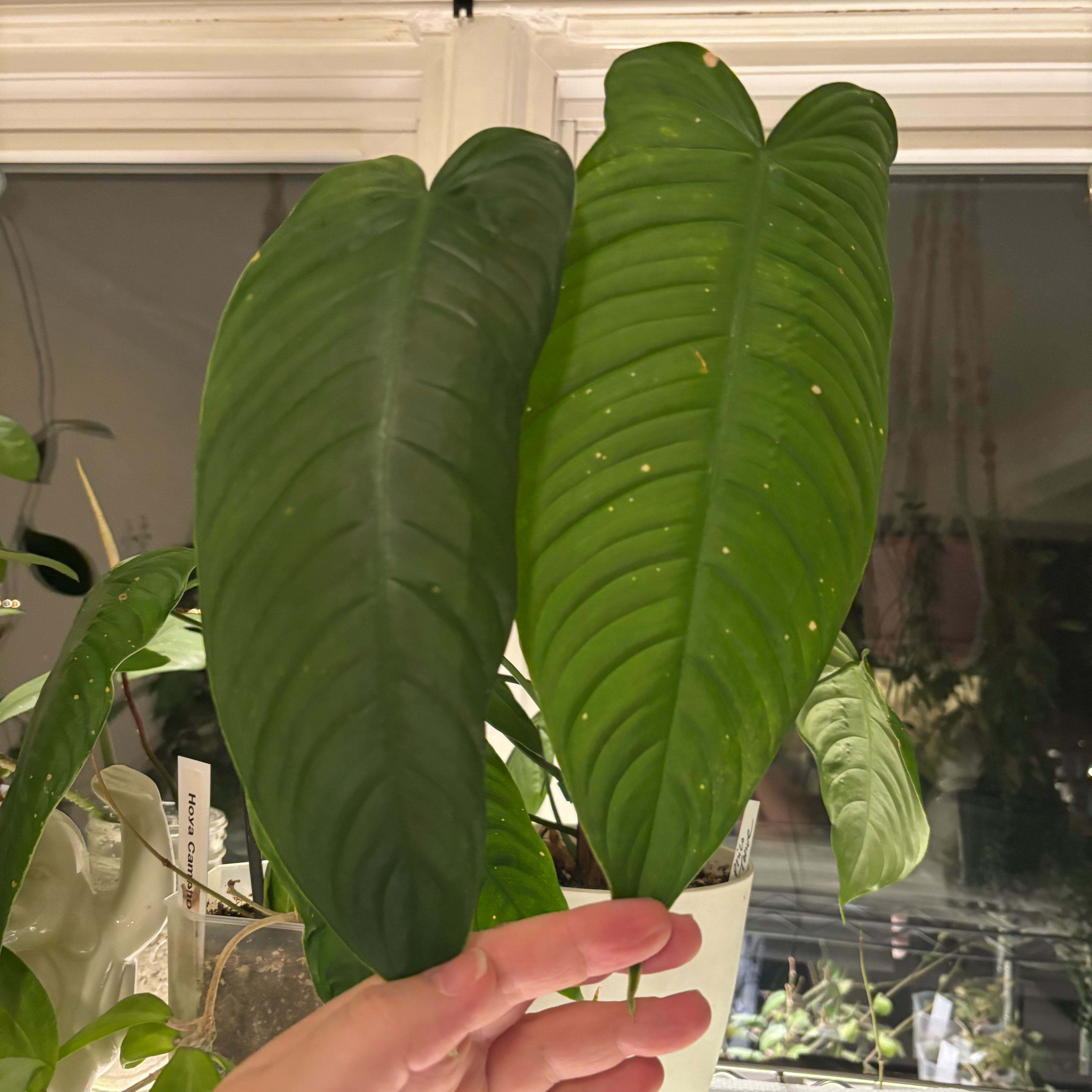 Photo of the plant species Philodendron Tenue by @MrsFiend named Tenue on Greg, the plant care app