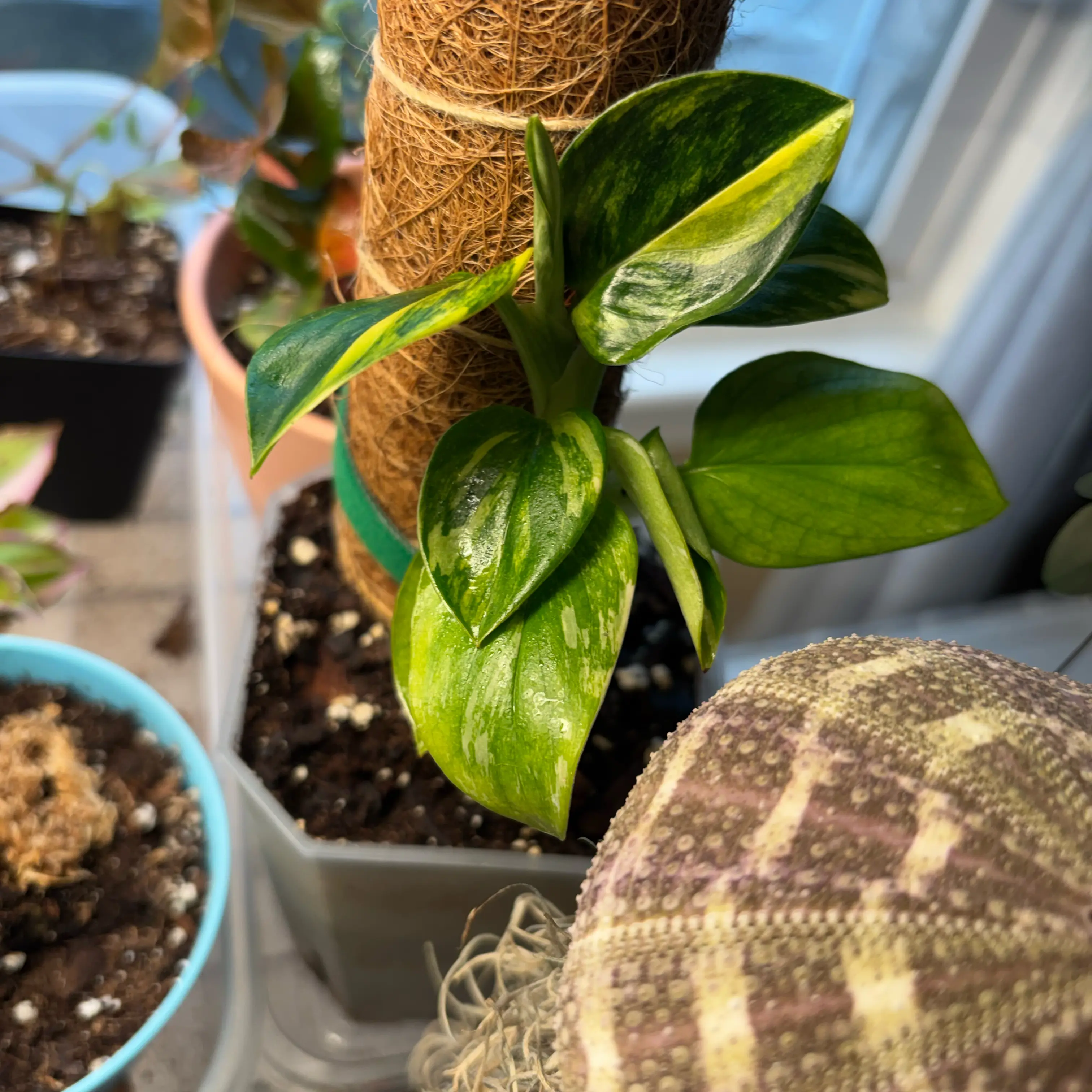 Photo of the plant species Monstera standleyana 'aurea' by @MrsFiend named Naomi on Greg, the plant care app