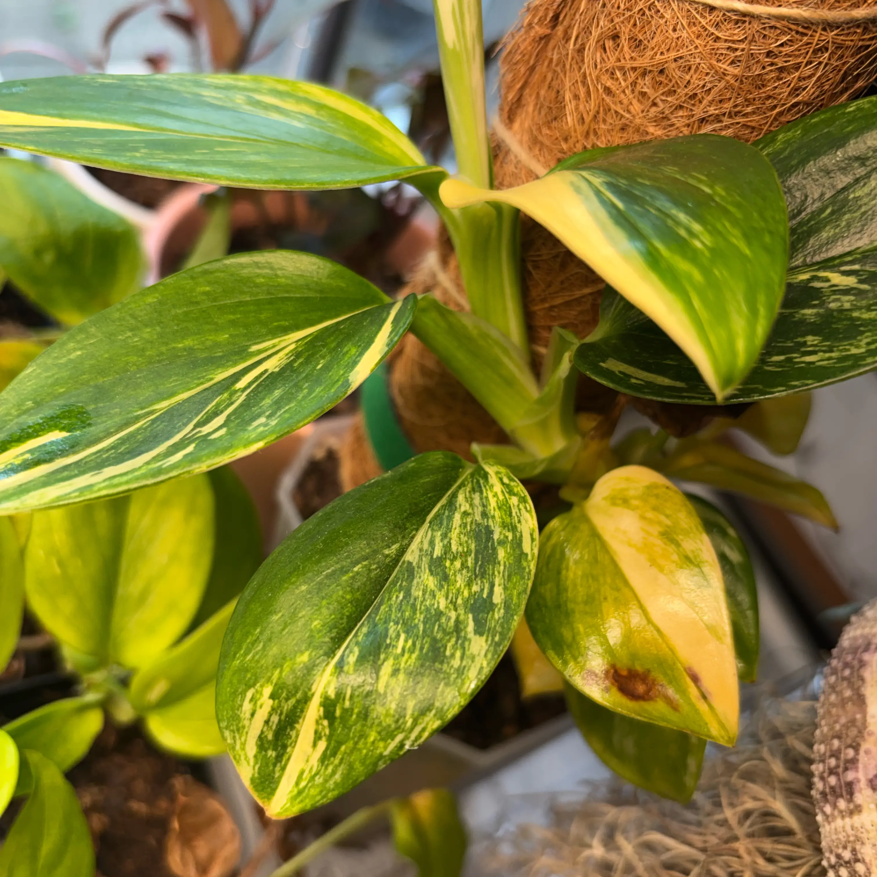 Photo of the plant species Monstera standleyana 'aurea' by @MrsFiend named Naomi on Greg, the plant care app