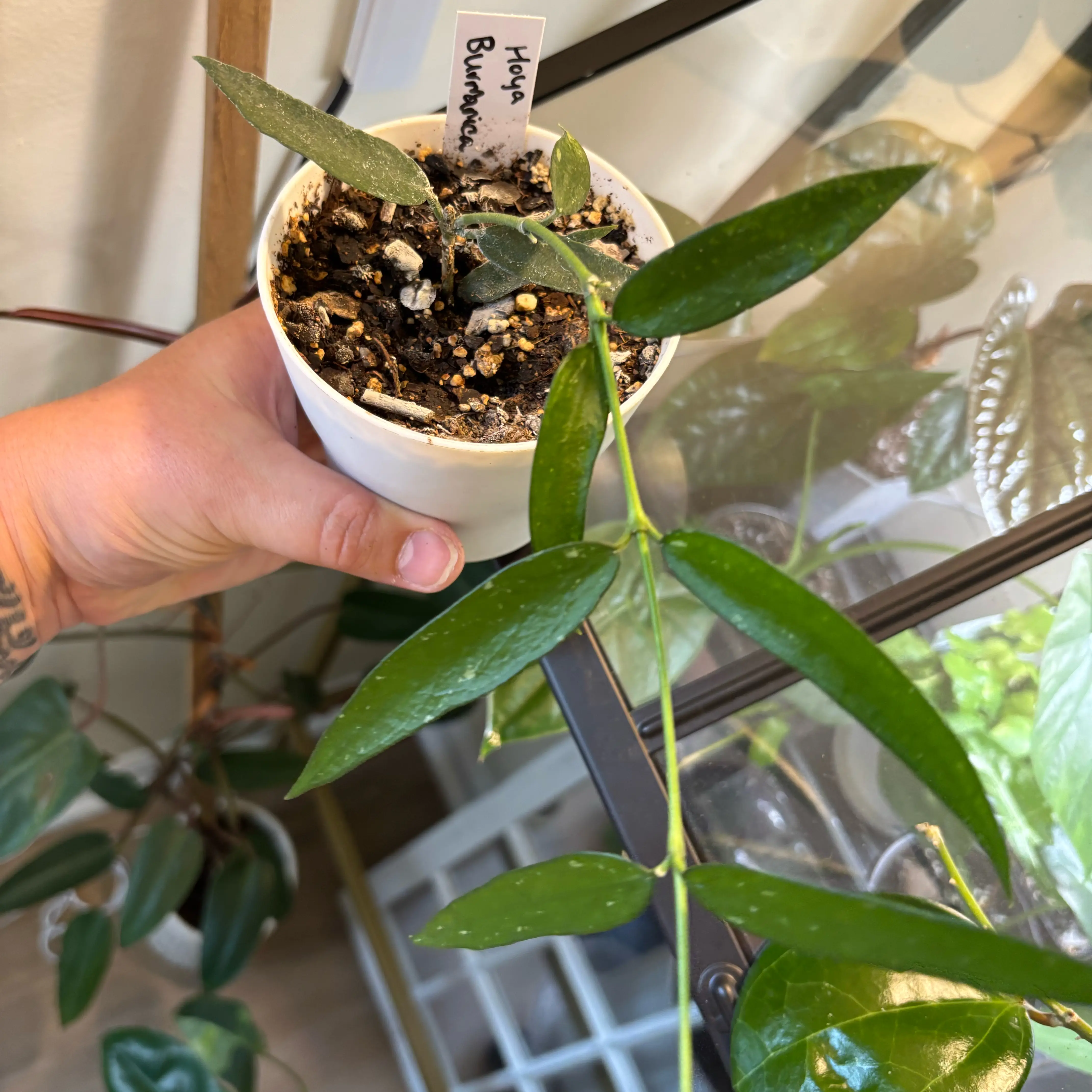 Photo of the plant species Hoya Burma by @MrsFiend named Michelle Branch on Greg, the plant care app