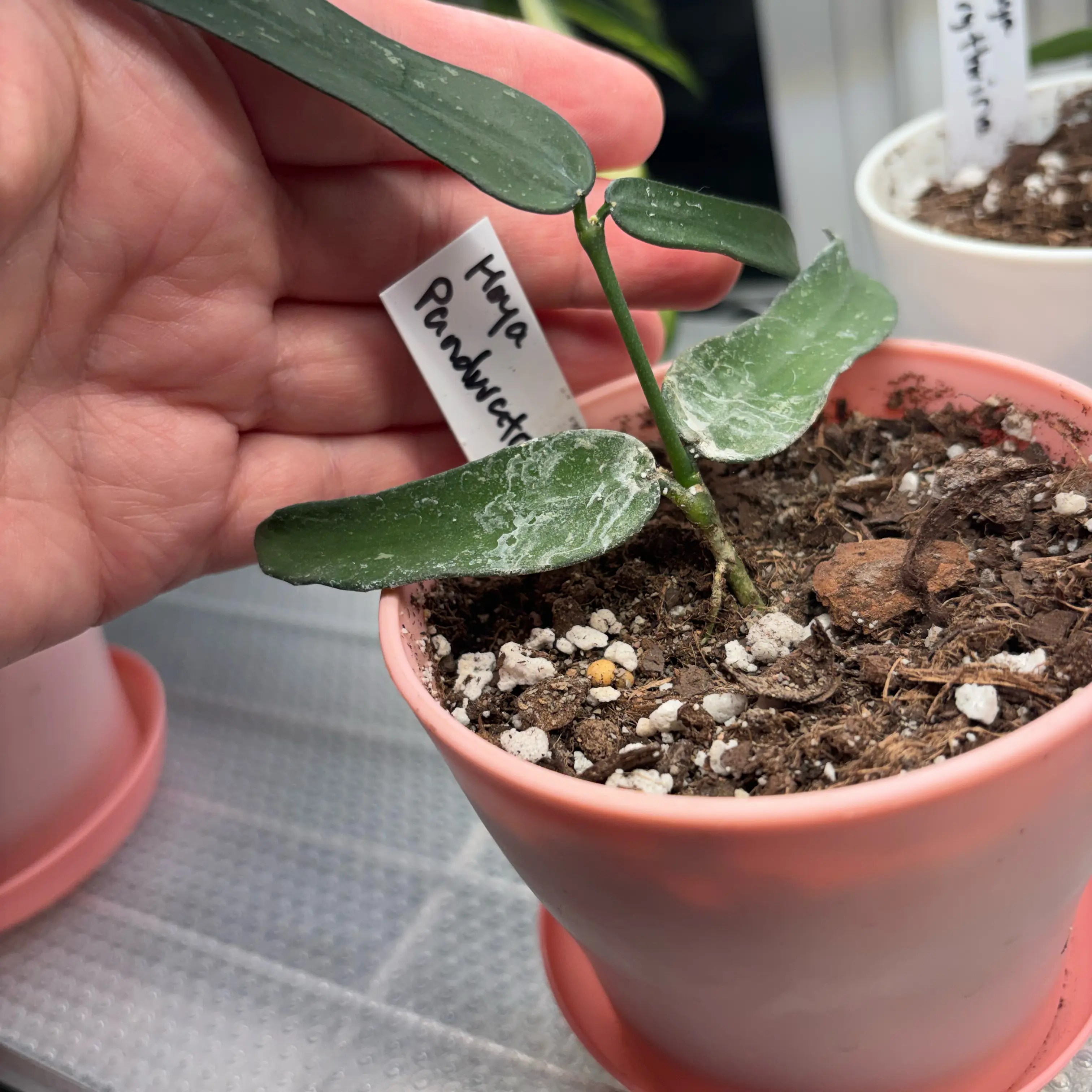 Photo of the plant species Hoya pandurata by @MrsFiend named Pan on Greg, the plant care app