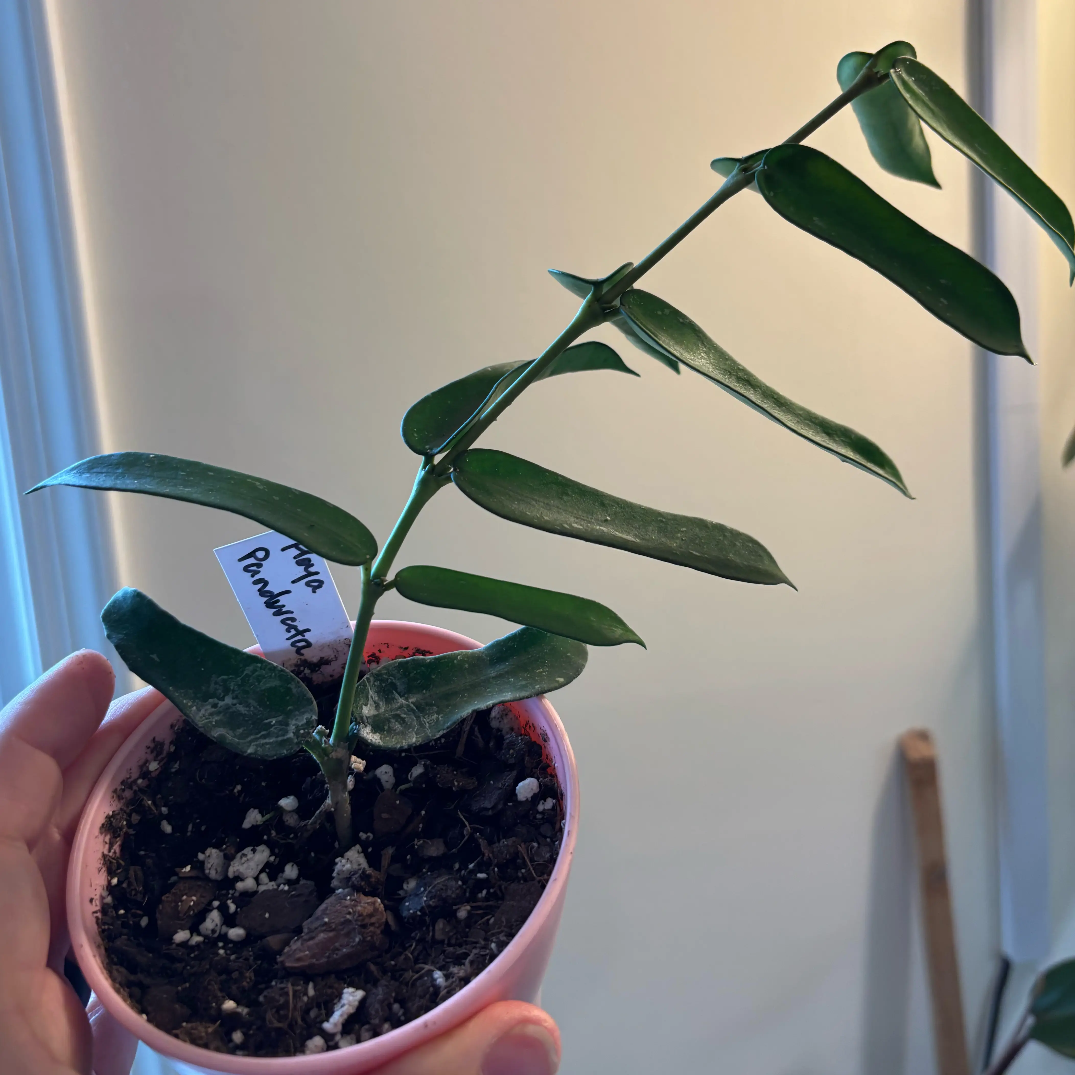 Photo of the plant species Hoya pandurata by @MrsFiend named Pan on Greg, the plant care app