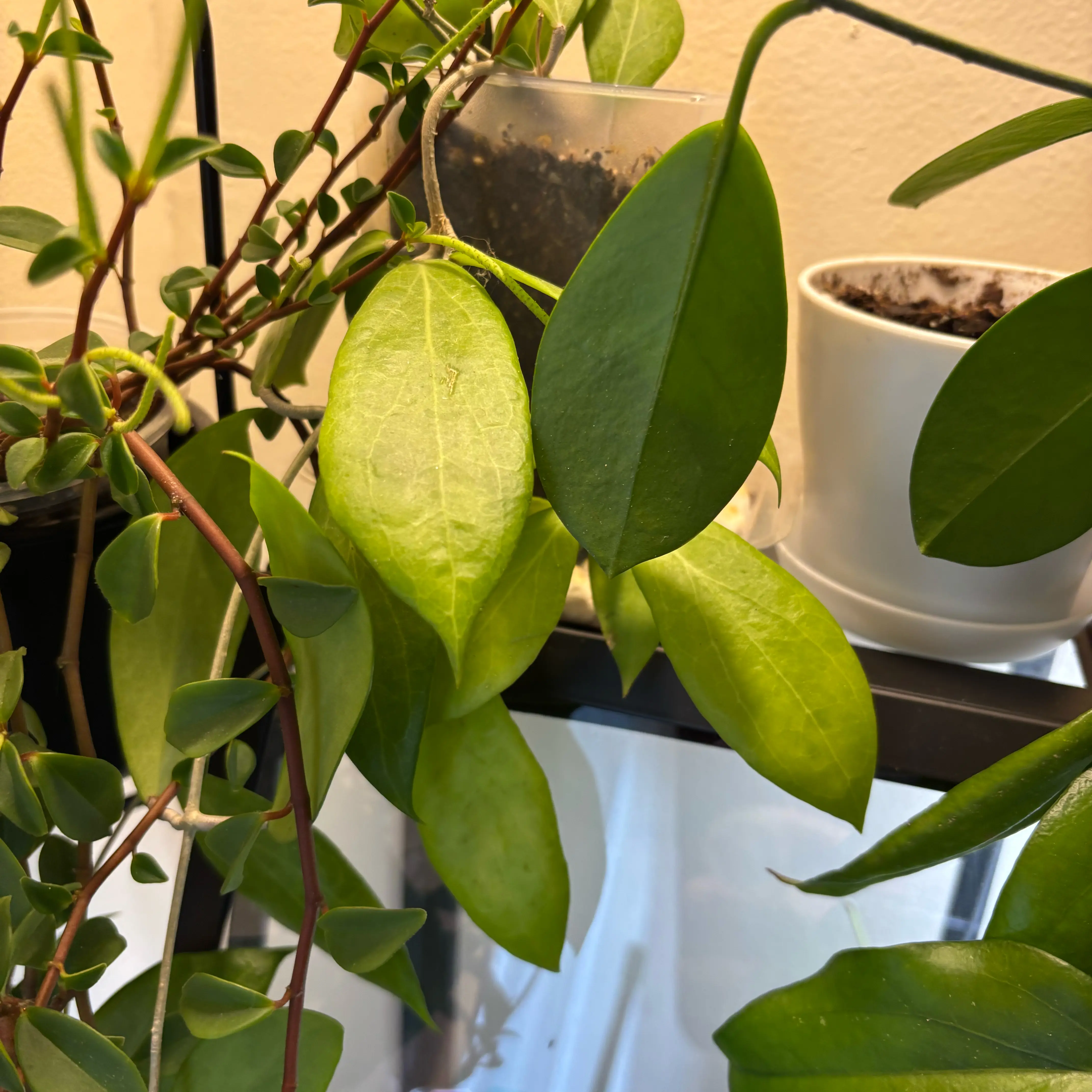 Photo of the plant species Hoya erythrina by @MrsFiend named Maya on Greg, the plant care app