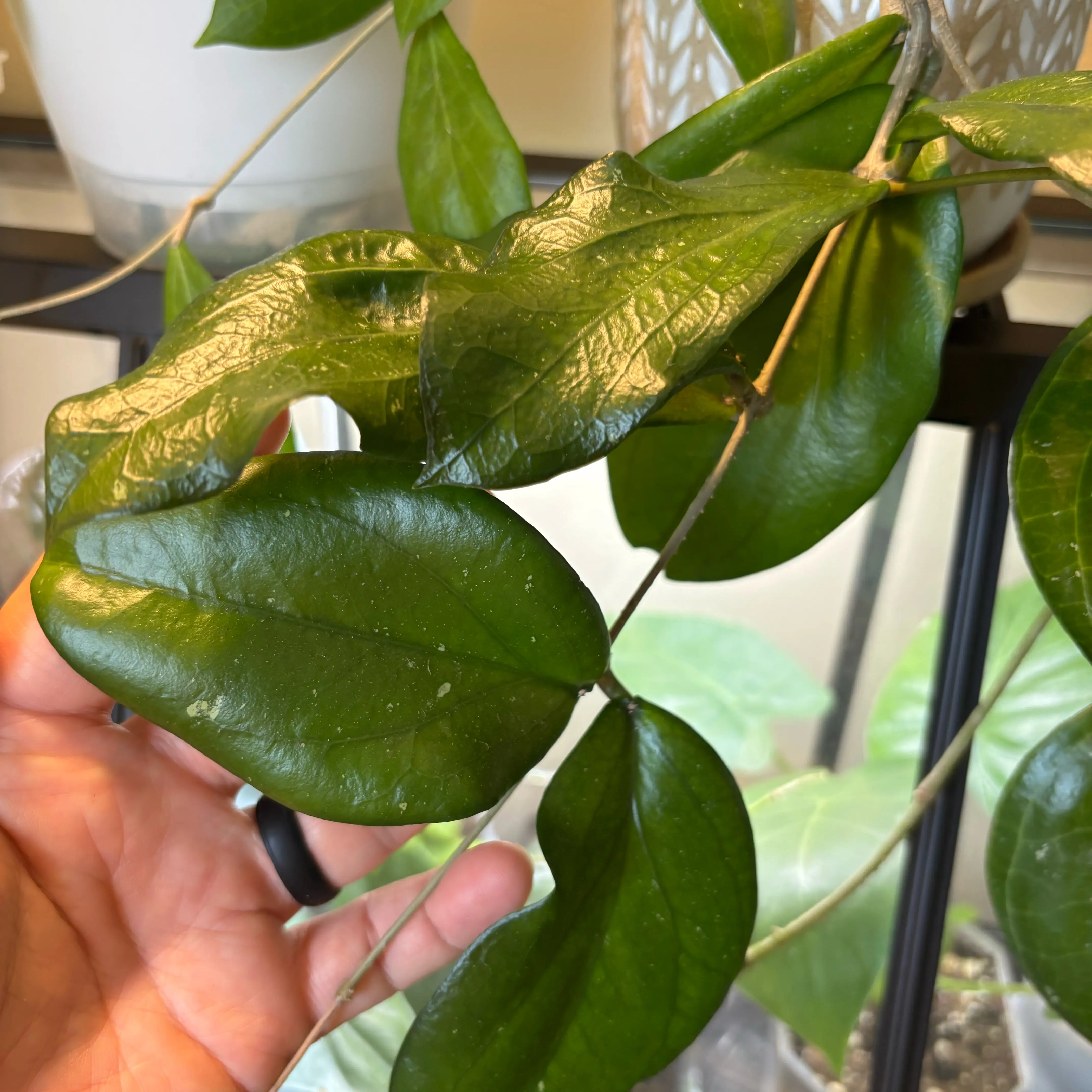 Photo of the plant species Hoya erythrina by @MrsFiend named Maya on Greg, the plant care app