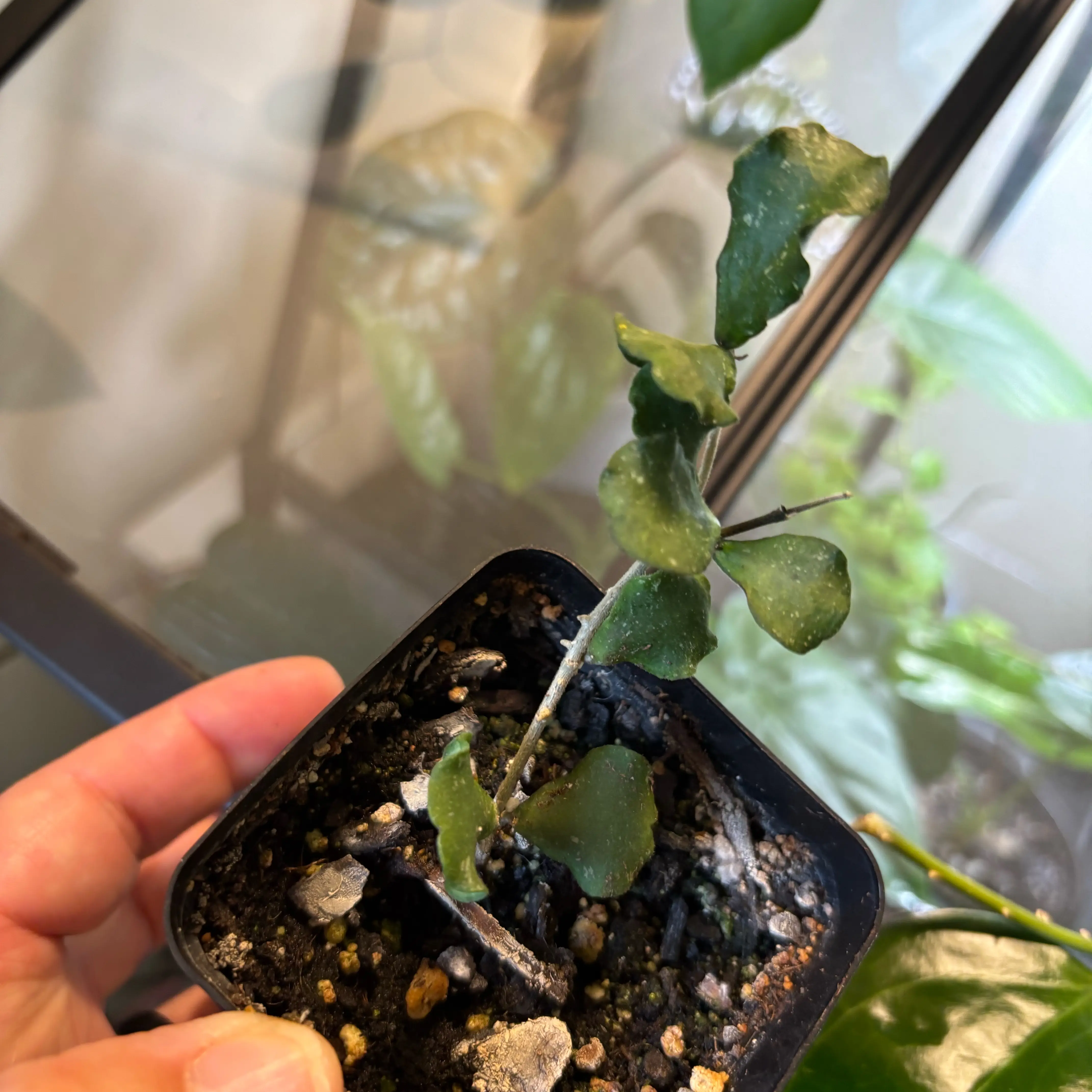 Photo of the plant species Hoya kanyakumariana by @MrsFiend named Gobi on Greg, the plant care app