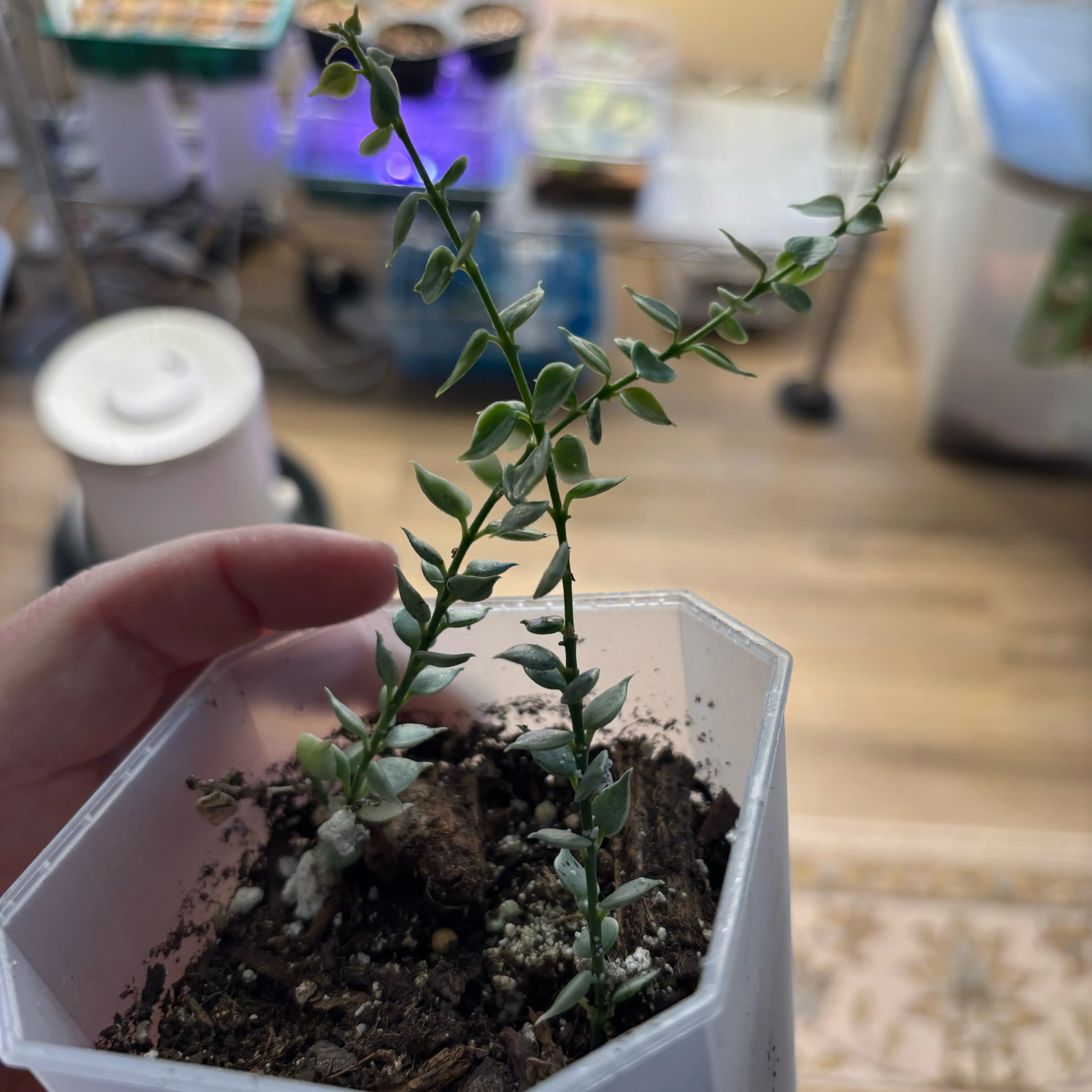 Photo of the plant species Hoya dischorensis by @MrsFiend named Bigleef Smalls on Greg, the plant care app
