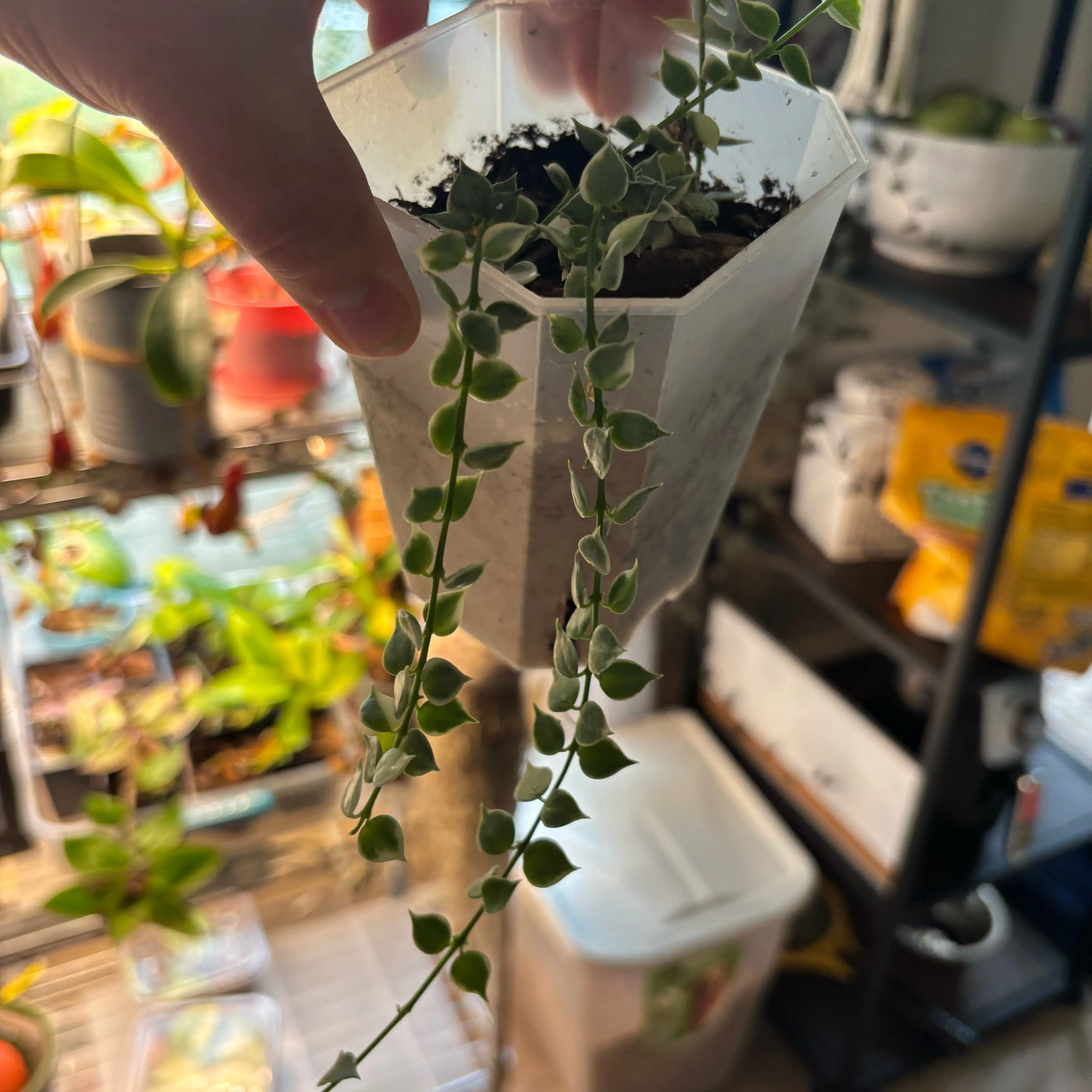 Photo of the plant species Hoya dischorensis by @MrsFiend named Bigleef Smalls on Greg, the plant care app