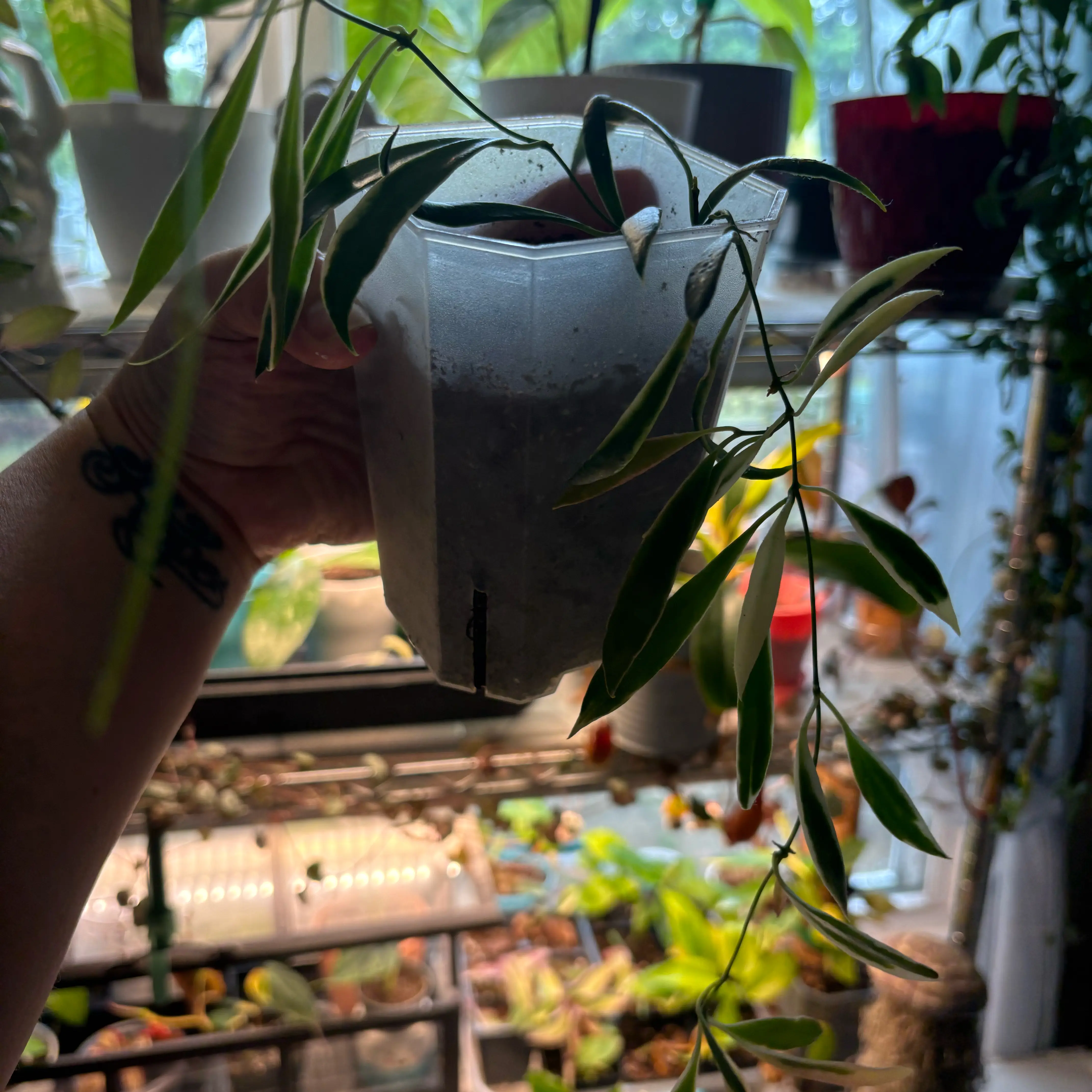 Photo of the plant species Tsangii Odetteae by @MrsFiend named Tsangii Albomarginata on Greg, the plant care app