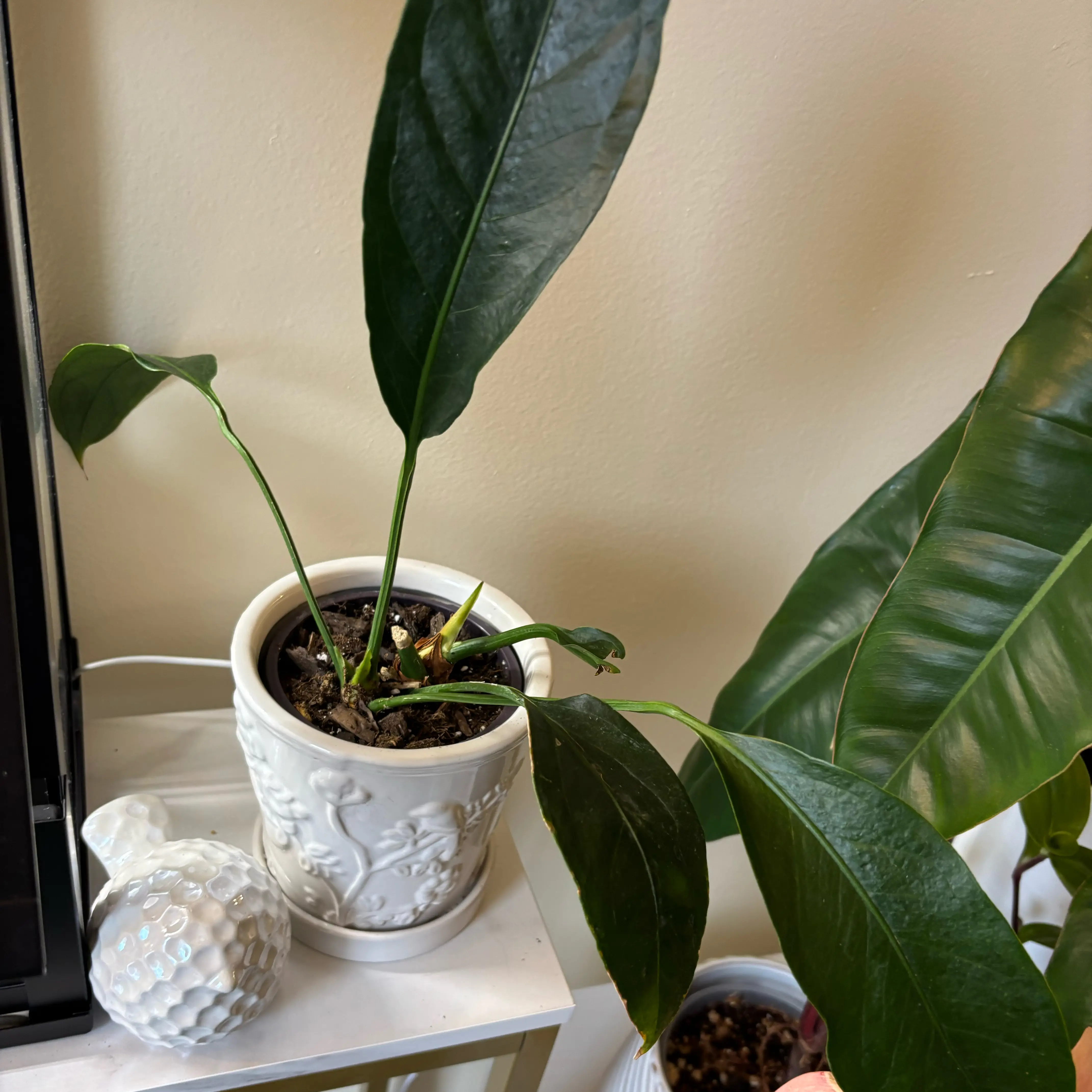 Photo of the plant species Anthurium Big Bill by @MrsFiend named Big Bill on Greg, the plant care app