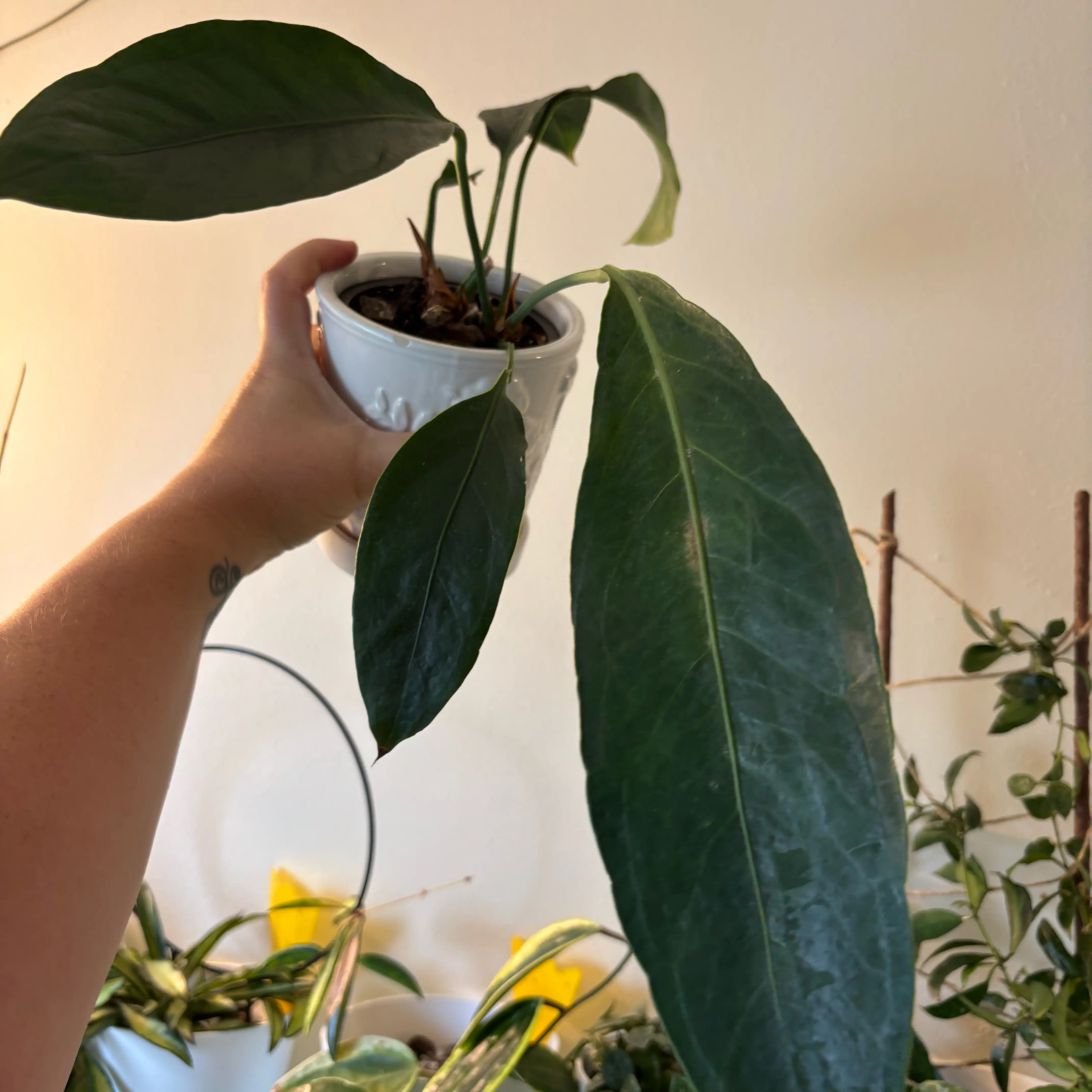 Photo of the plant species Anthurium Big Bill by @MrsFiend named Big Bill on Greg, the plant care app