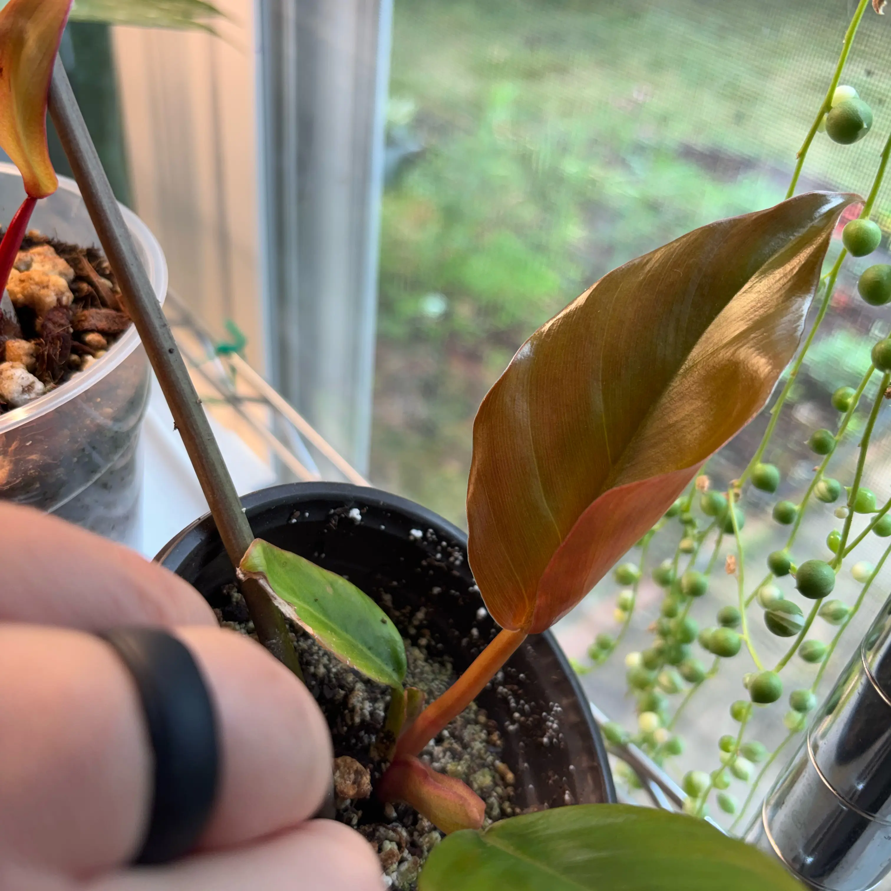 Photo of the plant species Philodendron Caramel Pluto by @MrsFiend named Mochi on Greg, the plant care app