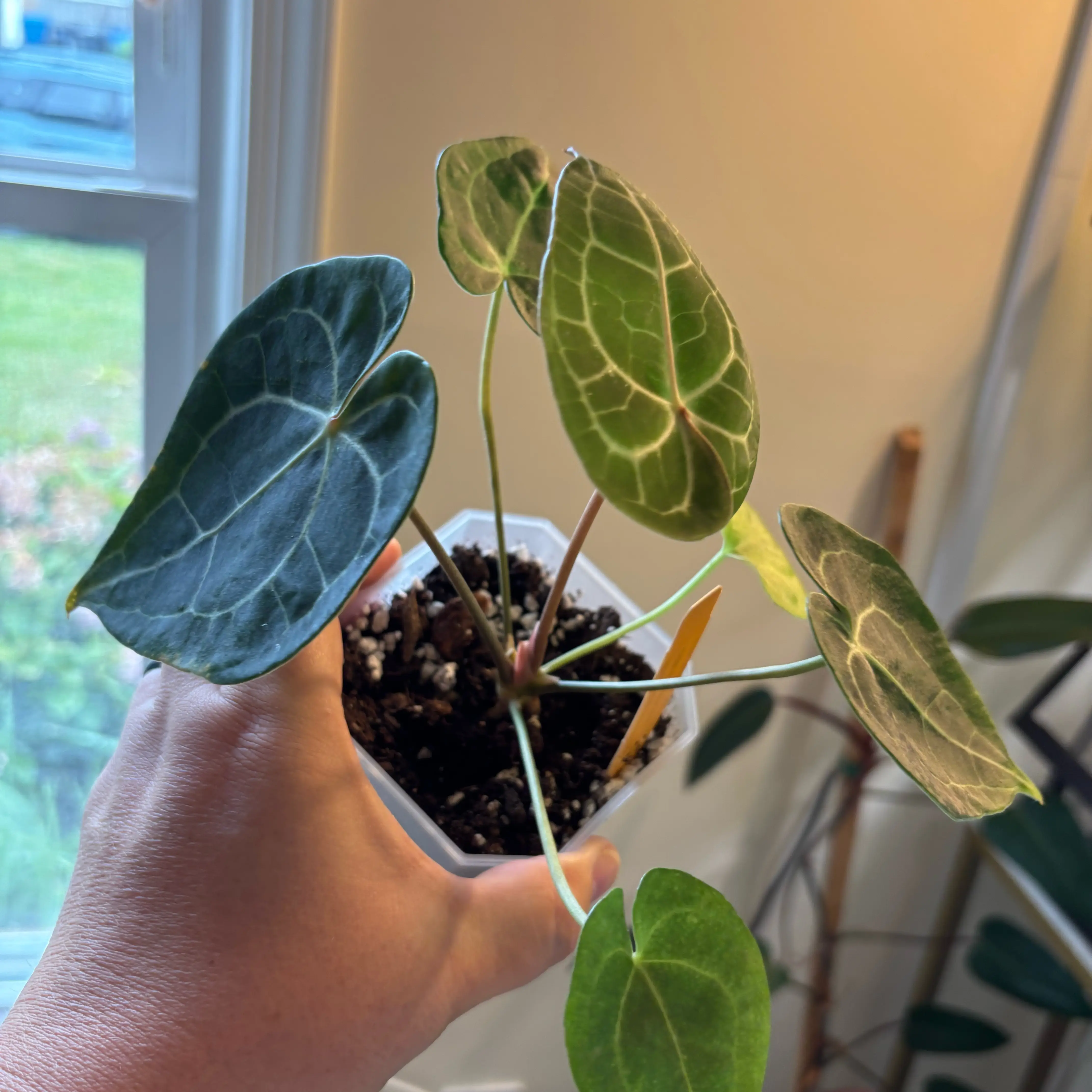 Photo of the plant species Antúrio Clarinevium by @MrsFiend named Clark on Greg, the plant care app