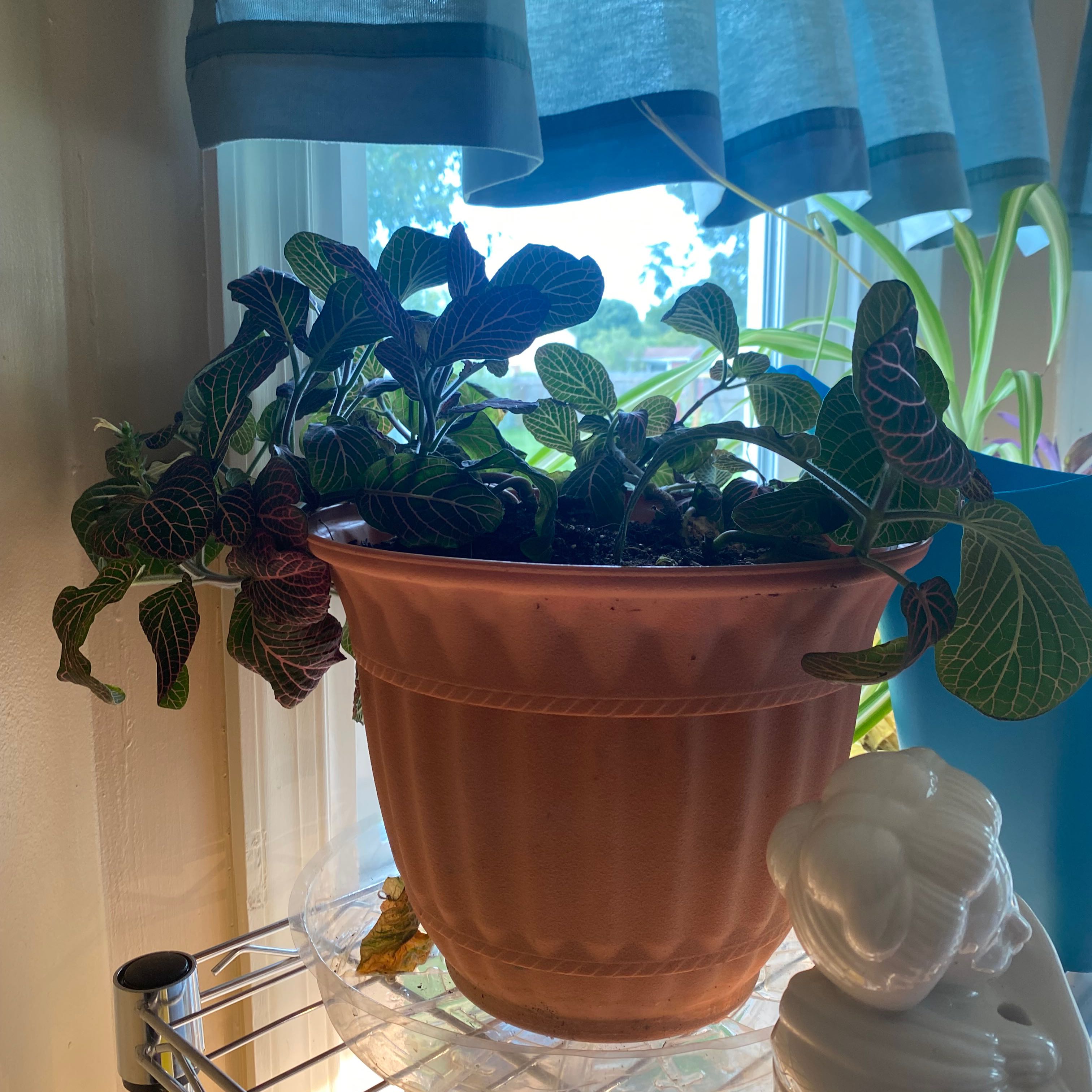 Potted Red Anne Nerve Plant near a window with healthy green leaves and red veins.