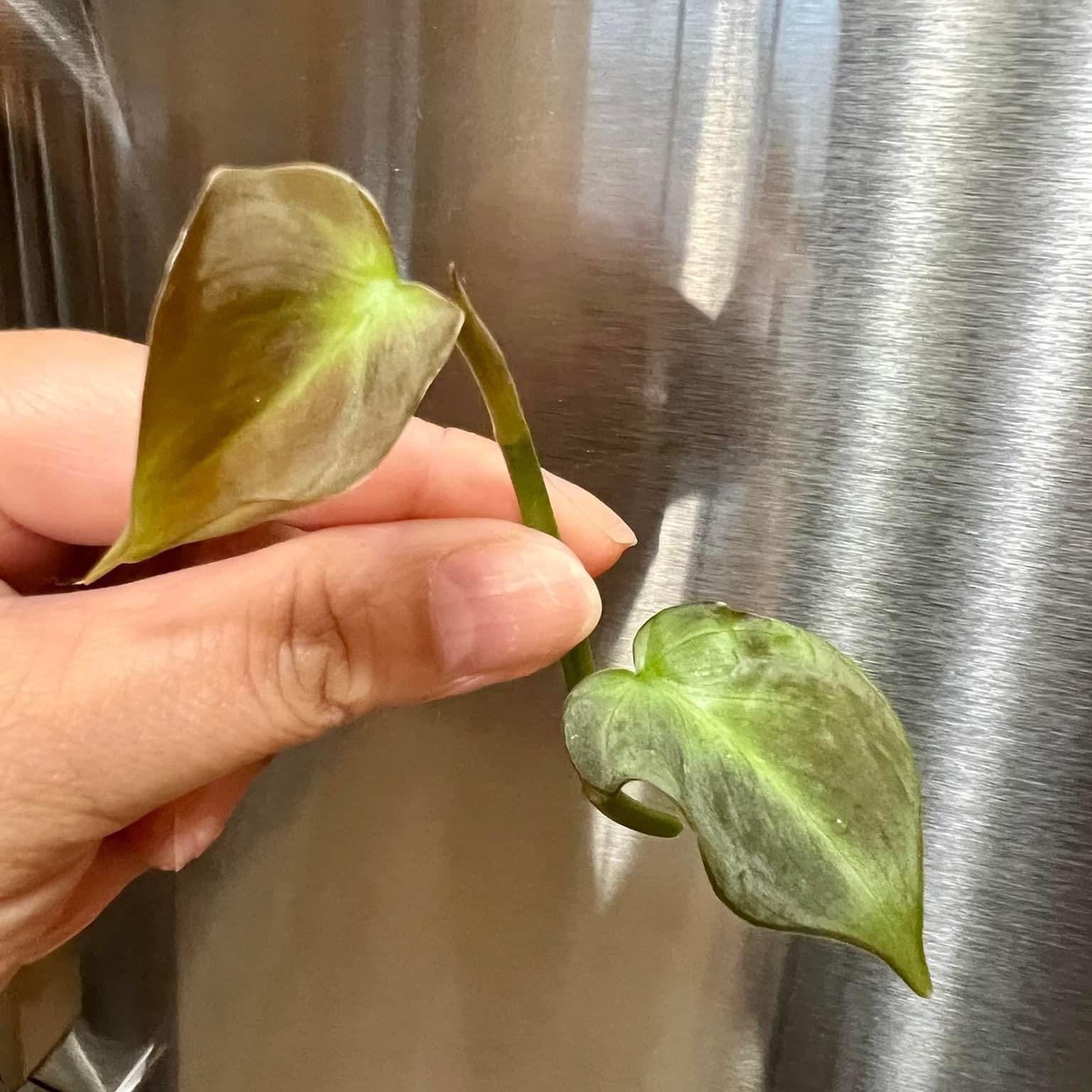 Camposportoanum Velvet Shield plant with yellowing and browning leaves, held by a hand.