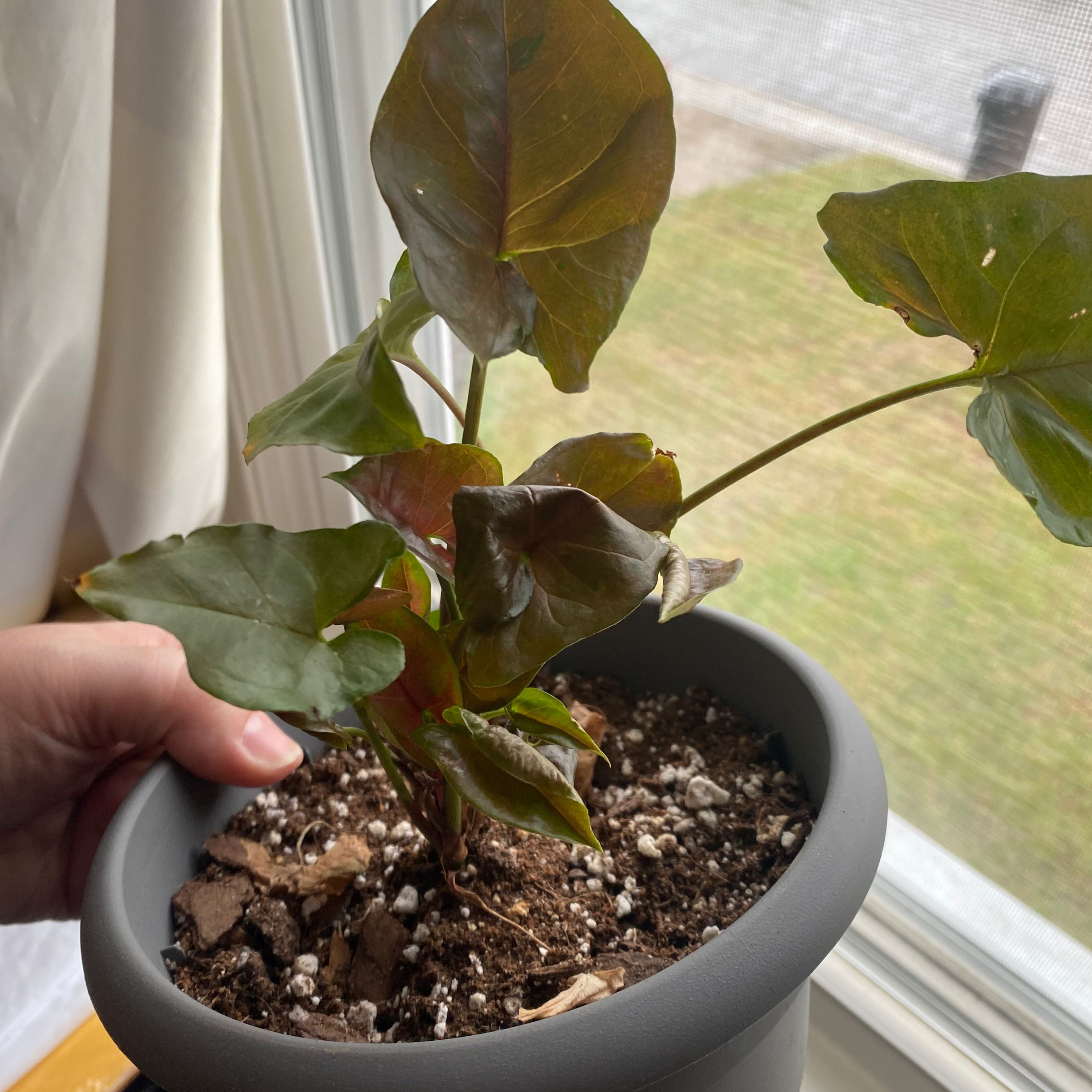 Syngonium 'Maria Allusion' plant in a pot with some browning leaves, held by a hand.