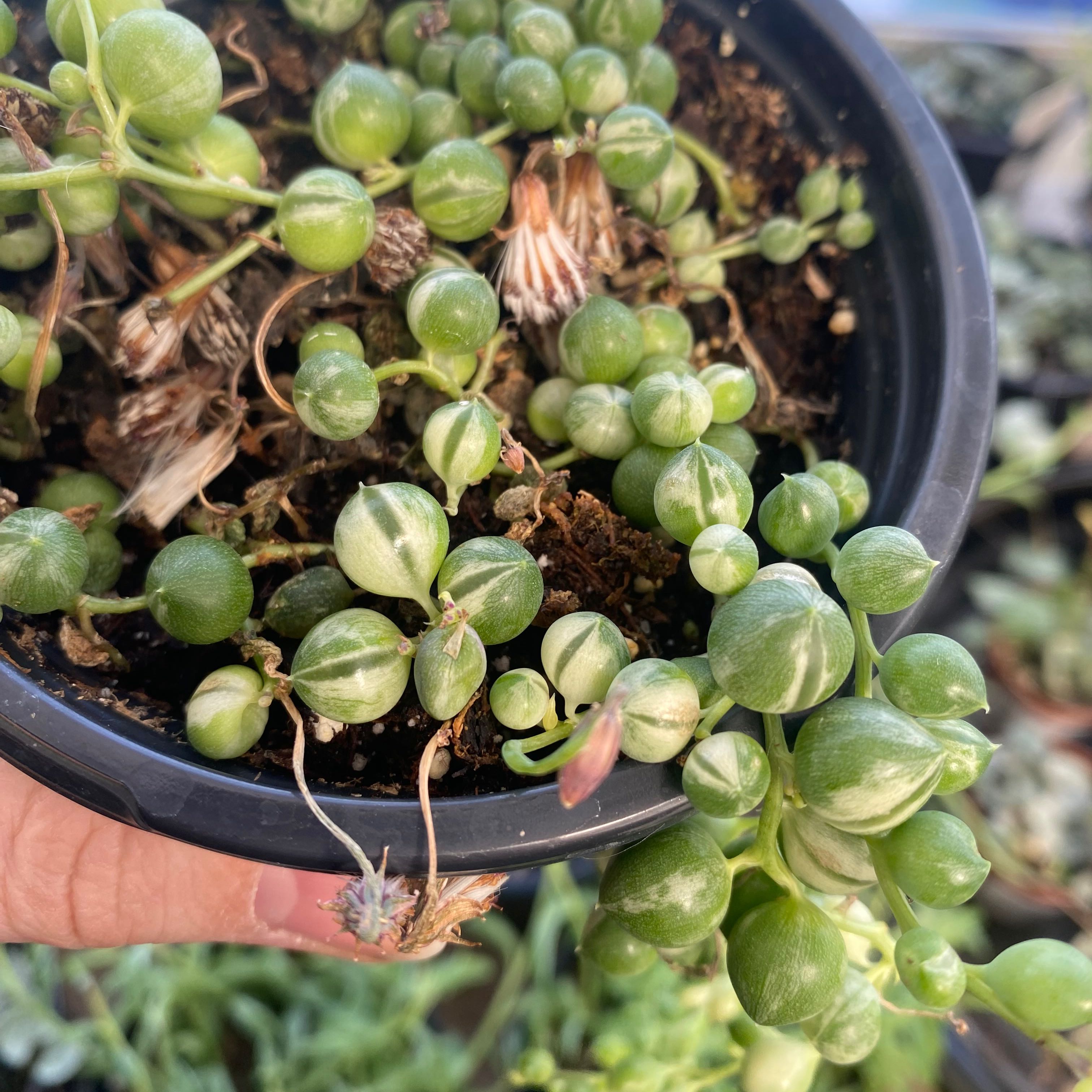 Photo of the plant species Varigated String of Pearls by @MrsFiend named Peas on Greg, the plant care app