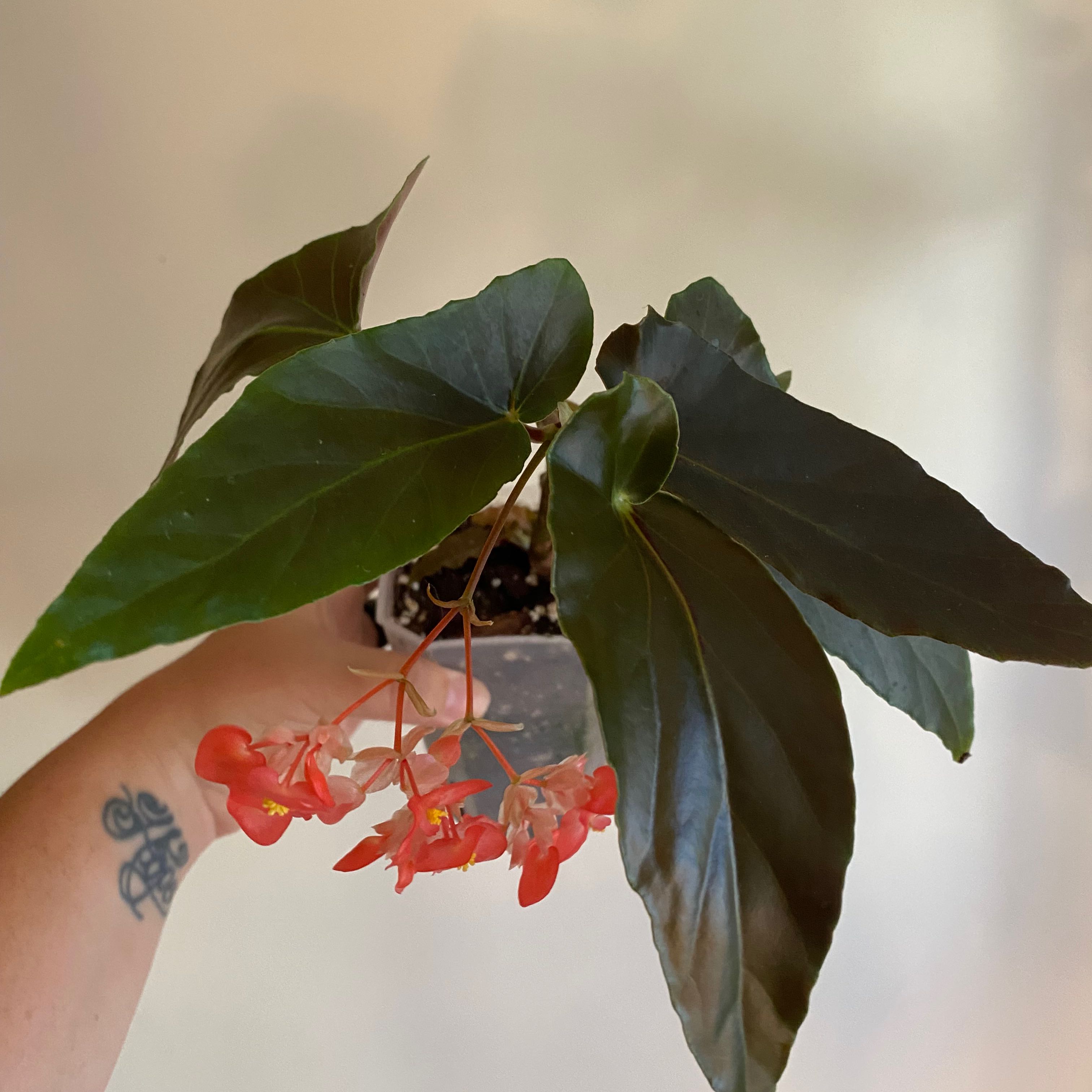 Photo of the plant species Sophia by @MrsFiend named Dark Angel on Greg, the plant care app