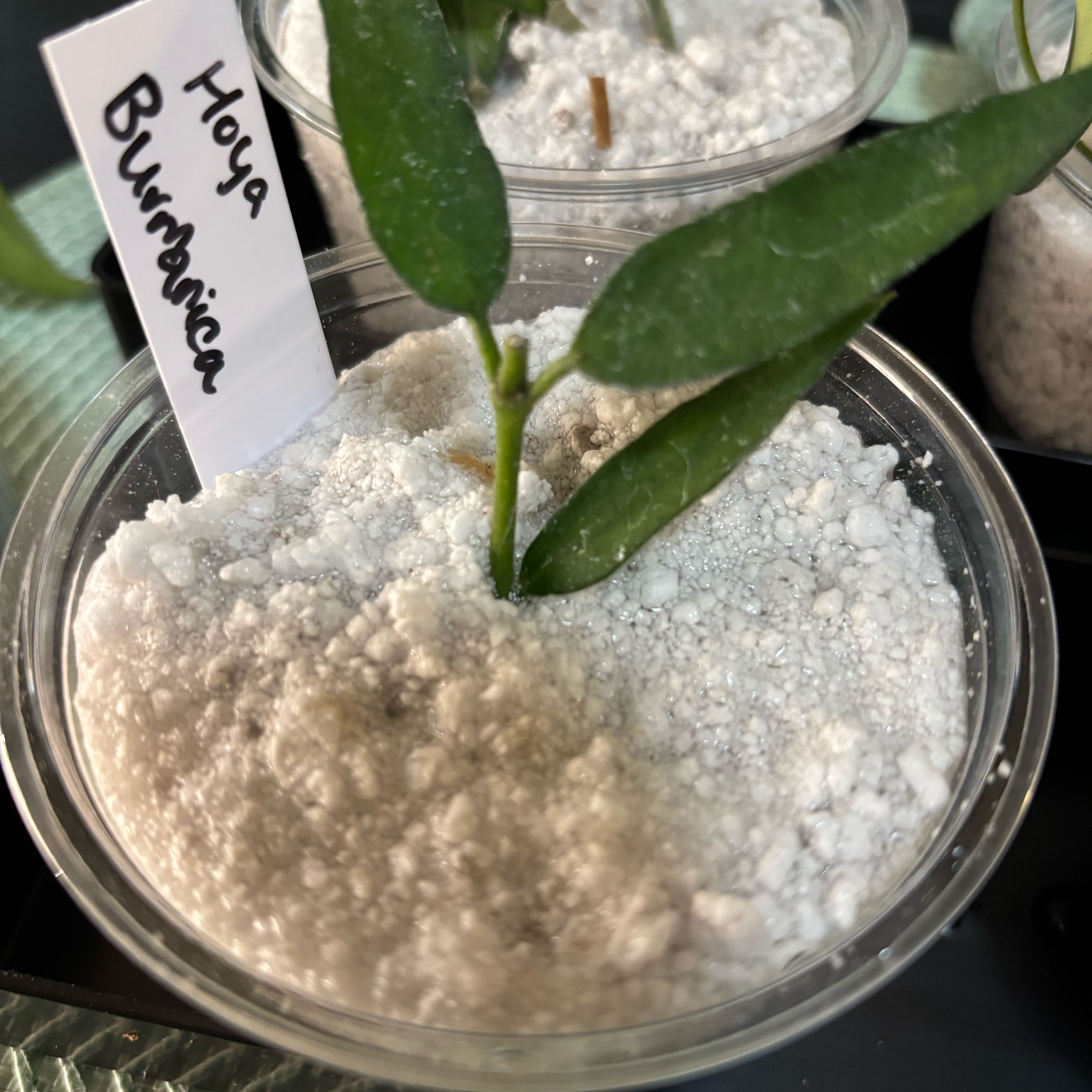 Photo of the plant species Hoya Burma by @MrsFiend named Michelle Branch on Greg, the plant care app