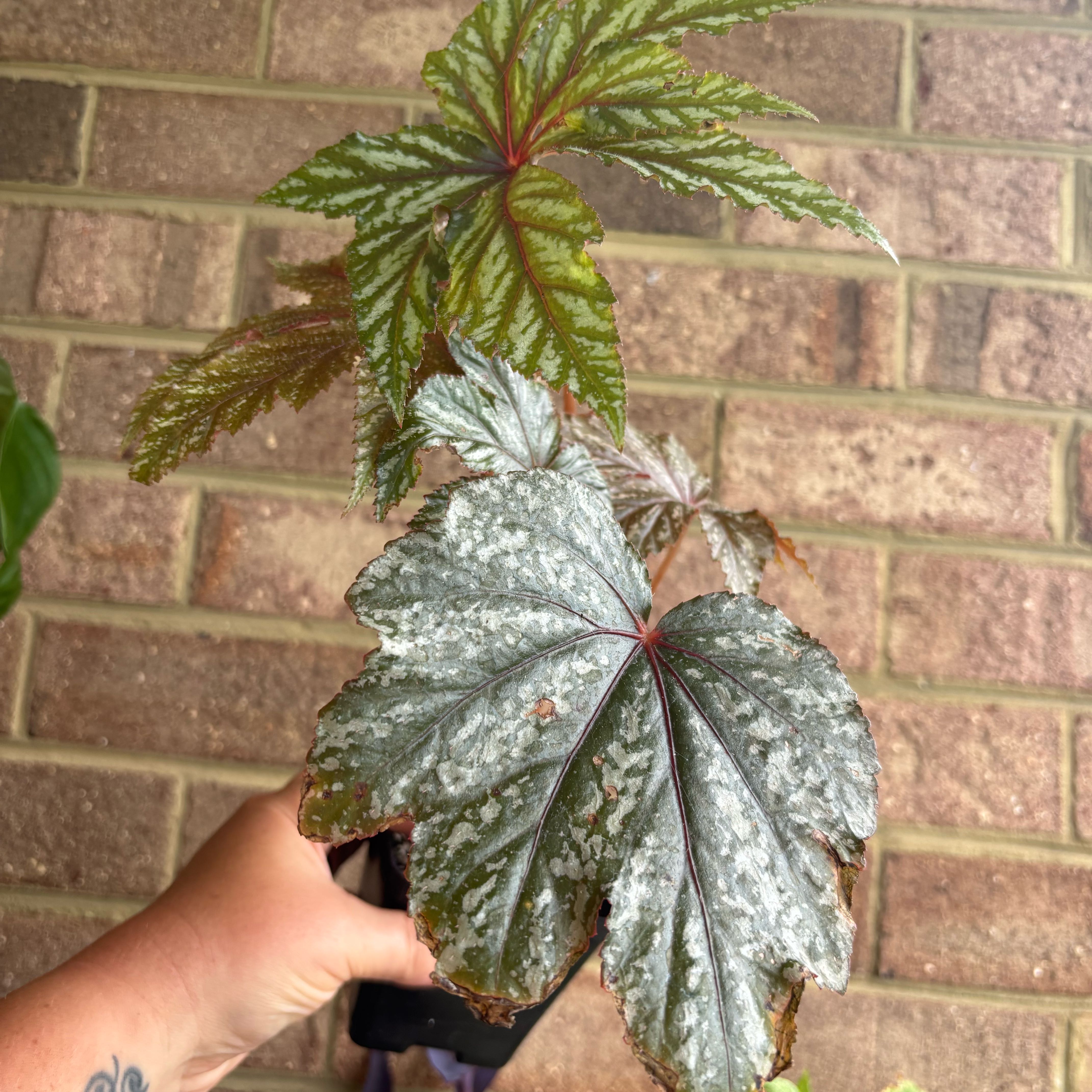 Photo of the plant species Tiger Kitten Begonia by @MrsFiend named Gryphon on Greg, the plant care app