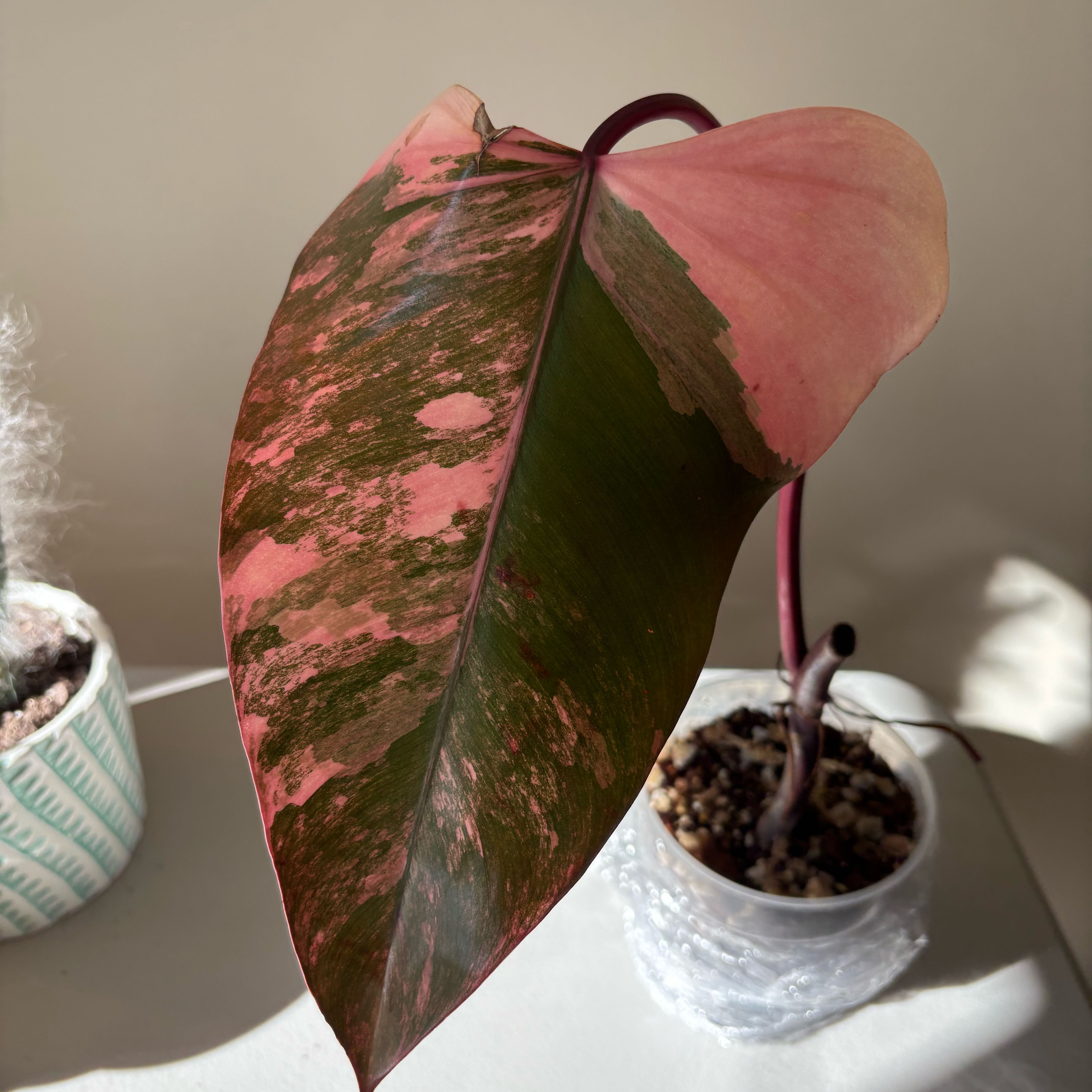 Photo of the plant species Philodendron 'New Red' by @MrsFiend named Strawberry Shake on Greg, the plant care app