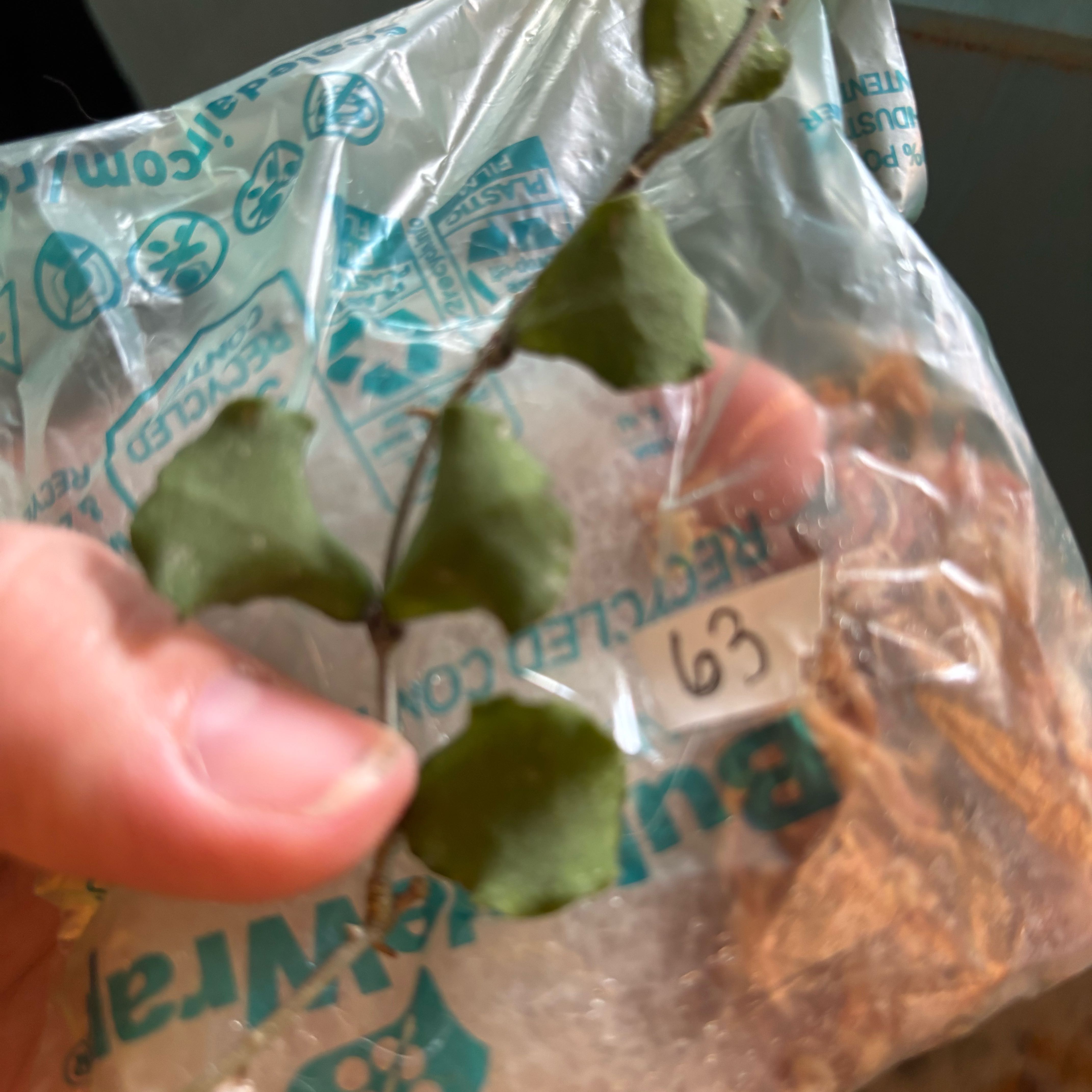 Photo of the plant species Hoya kanyakumariana by @MrsFiend named Gobi on Greg, the plant care app