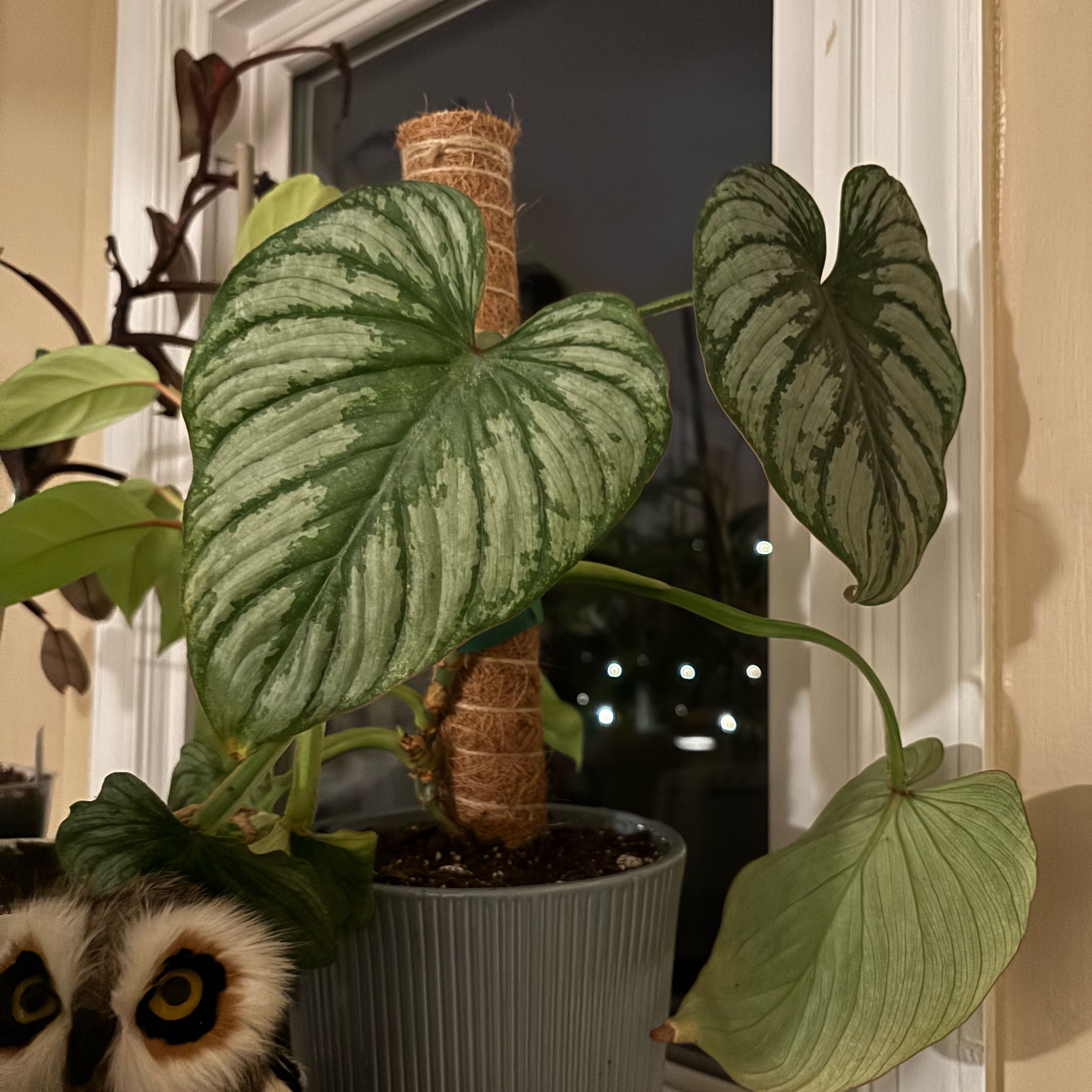 Photo of the plant species Philodendron 'Silver Cloud' by @MrsFiend named Wall-E on Greg, the plant care app